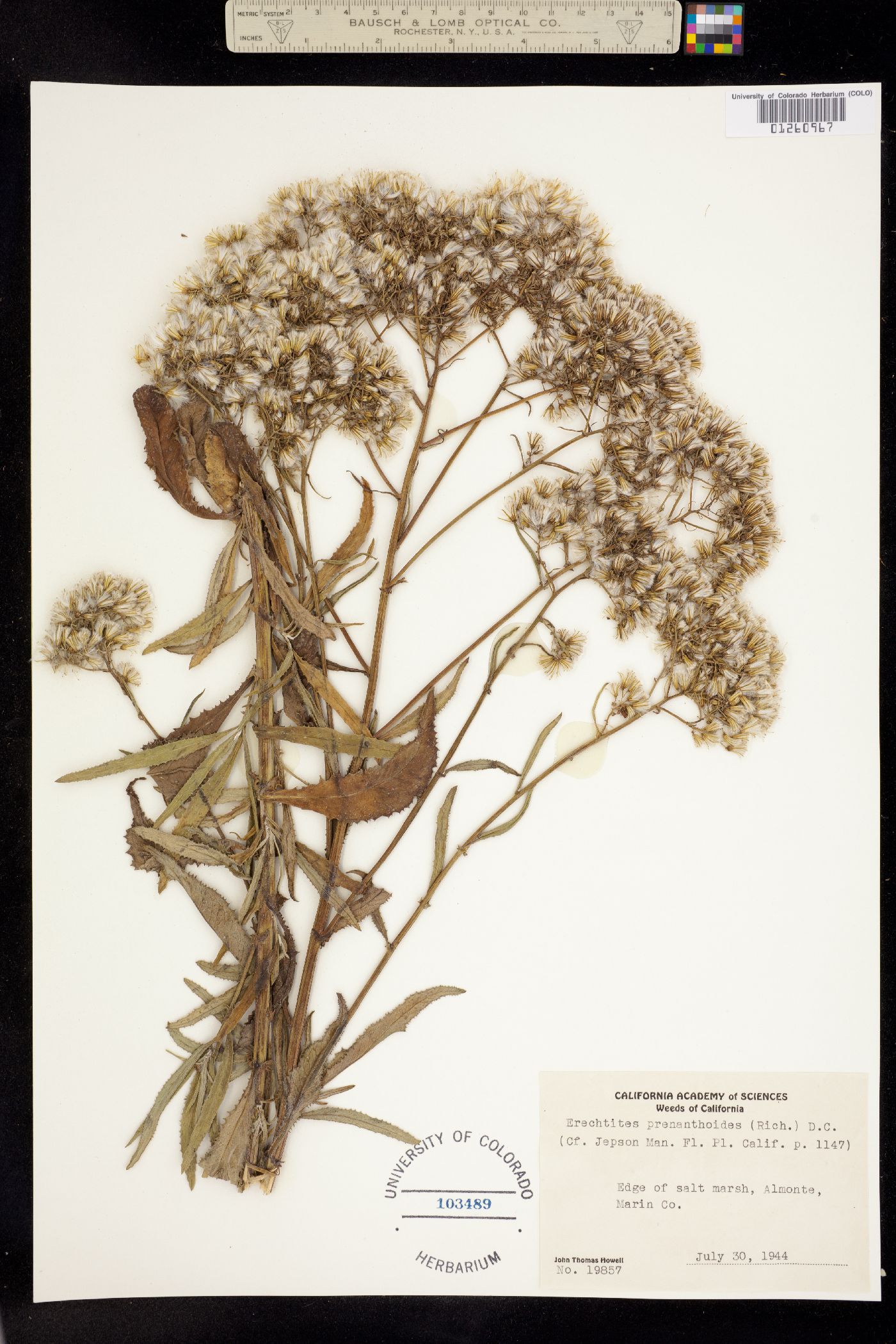 Erechtites minimus image