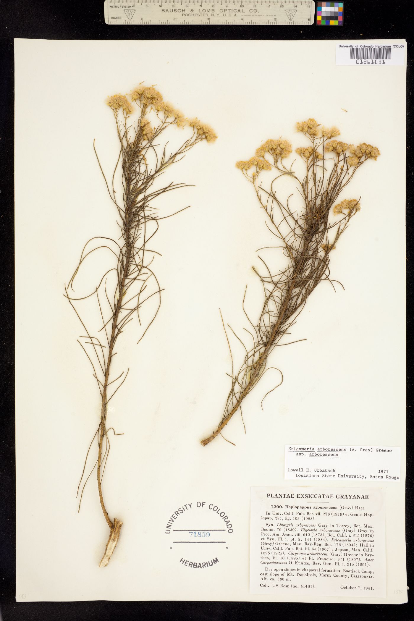 Ericameria arborescens image