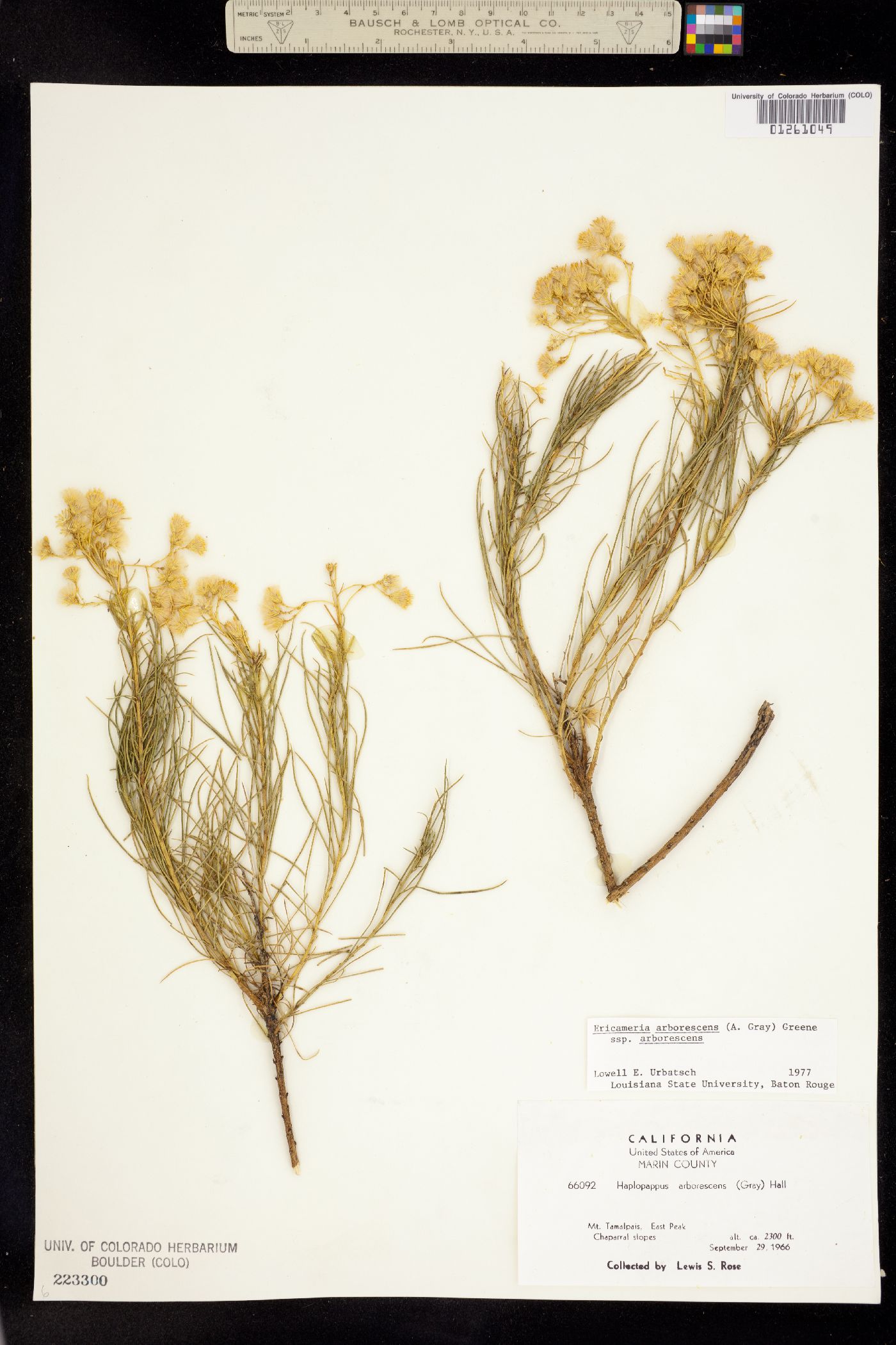 Ericameria arborescens image