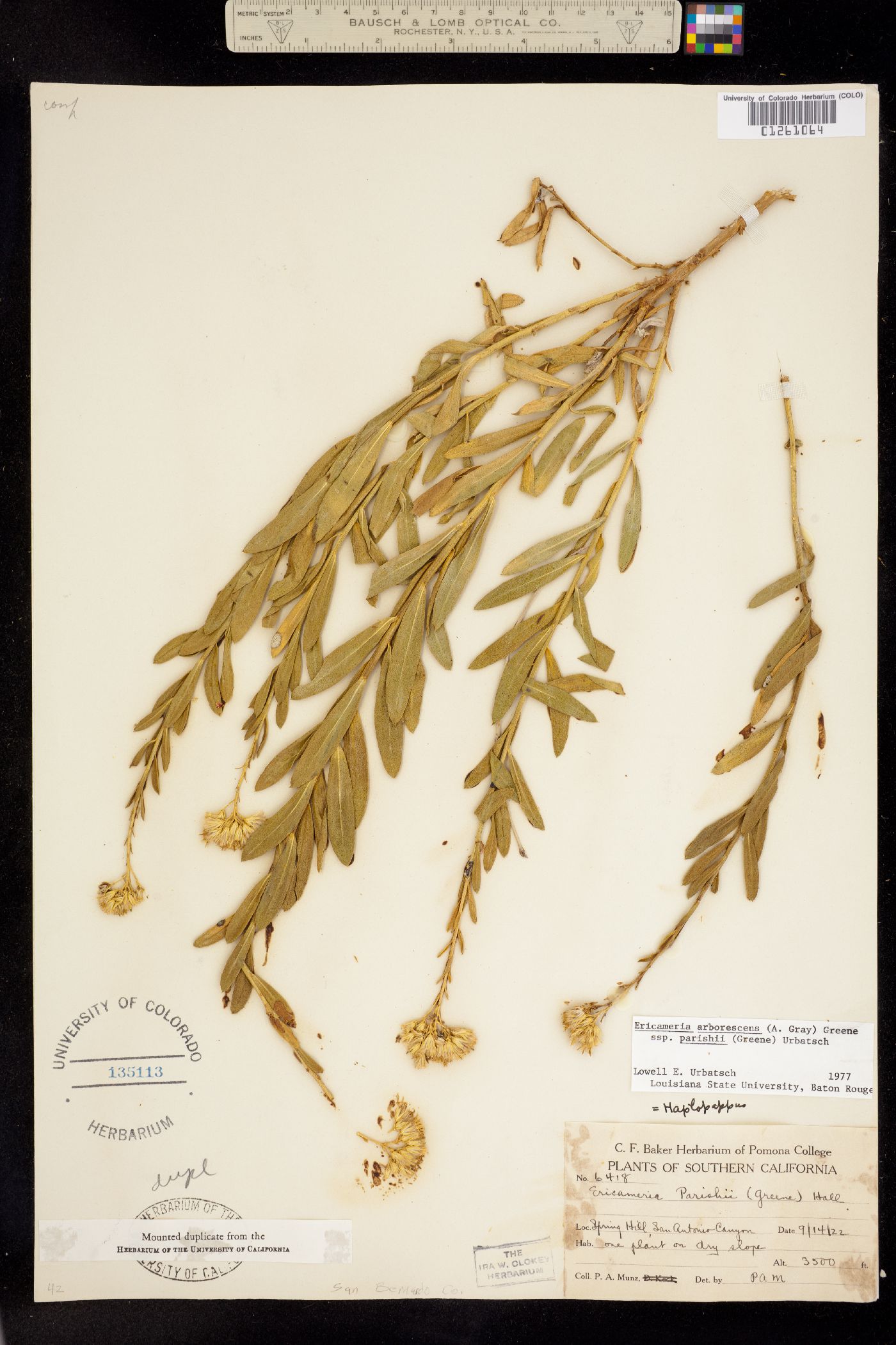 Ericameria arborescens image