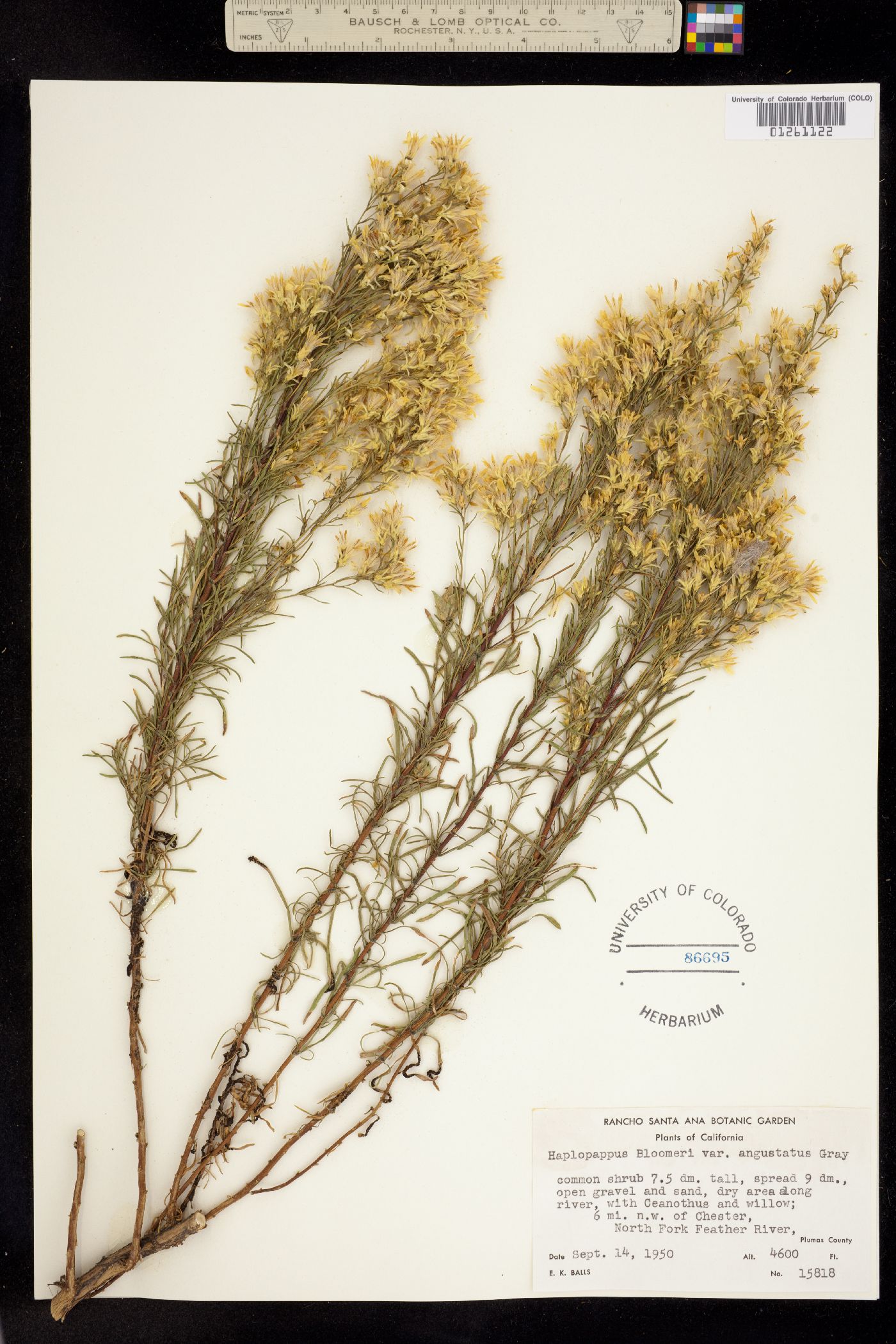 Ericameria bloomeri image