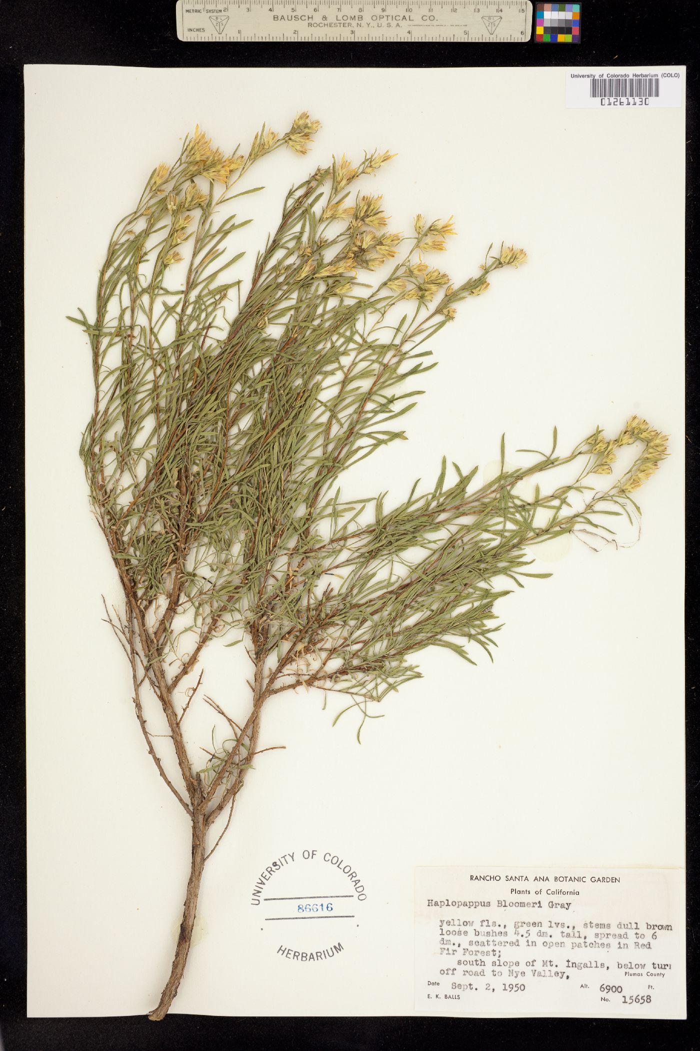 Ericameria bloomeri image