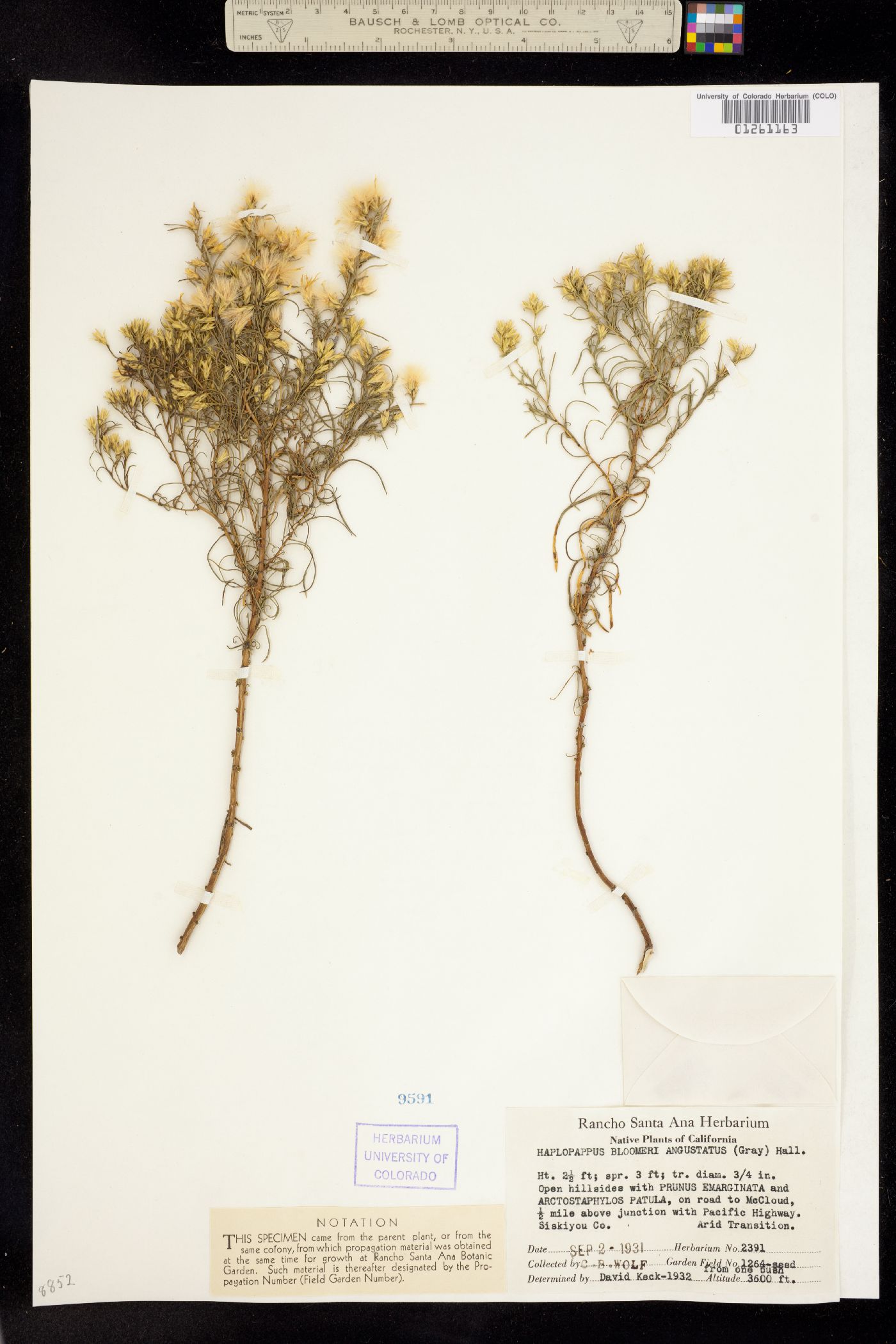 Ericameria bloomeri image