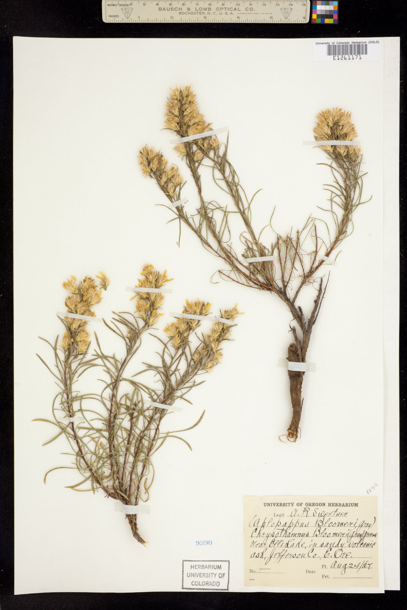 Ericameria bloomeri image