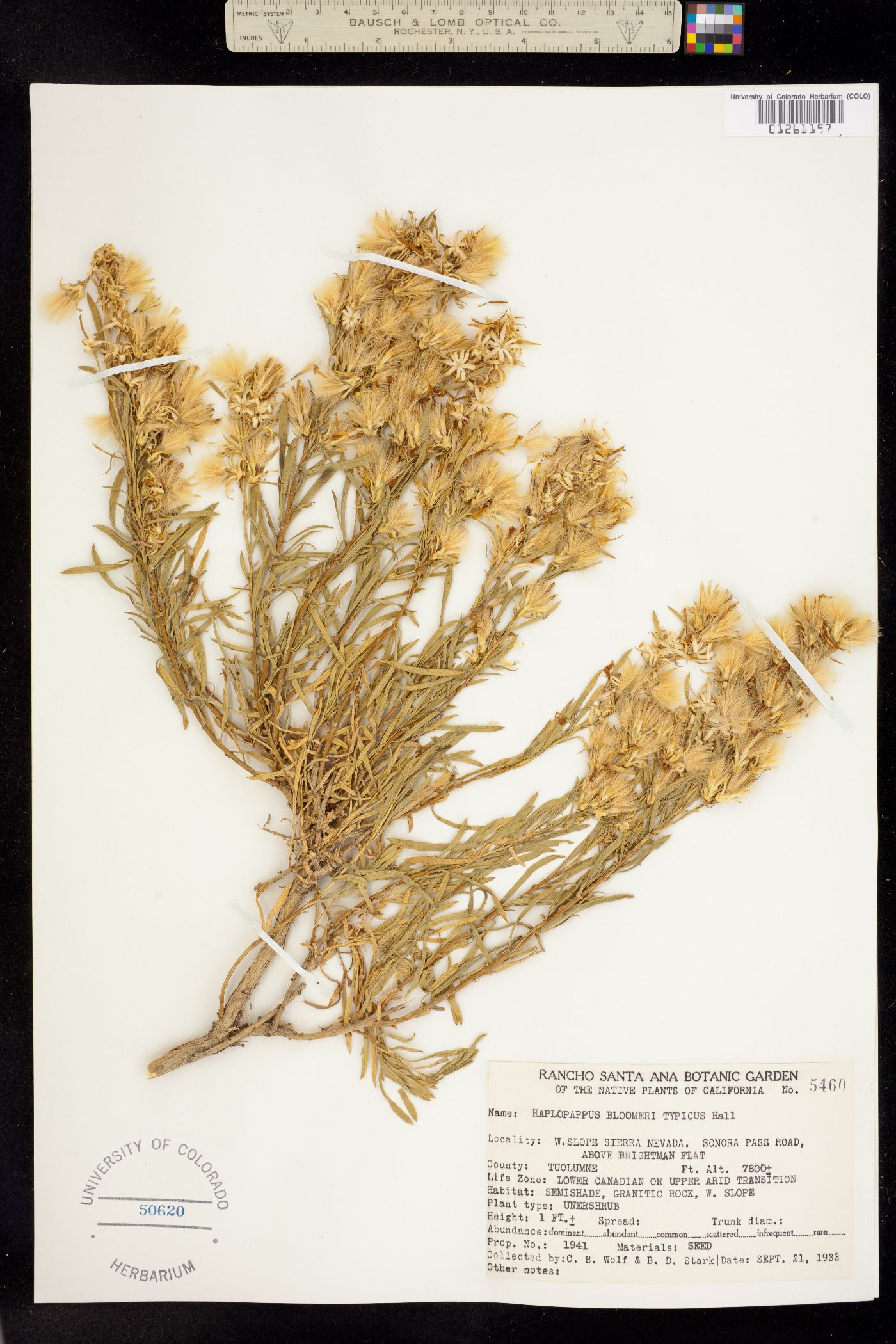 Ericameria bloomeri image
