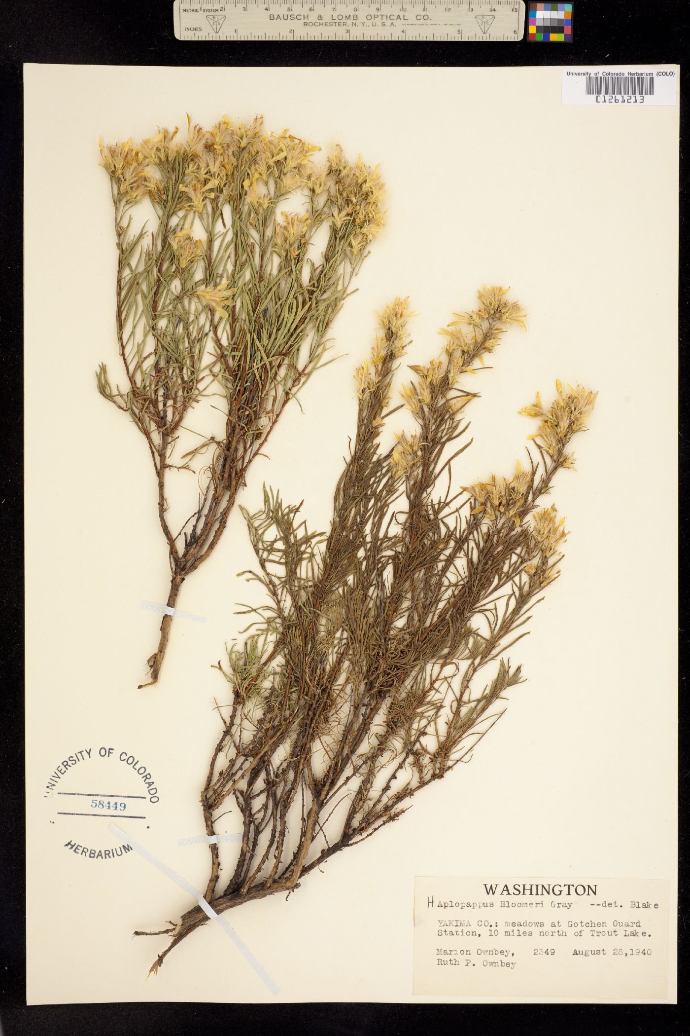 Ericameria bloomeri image