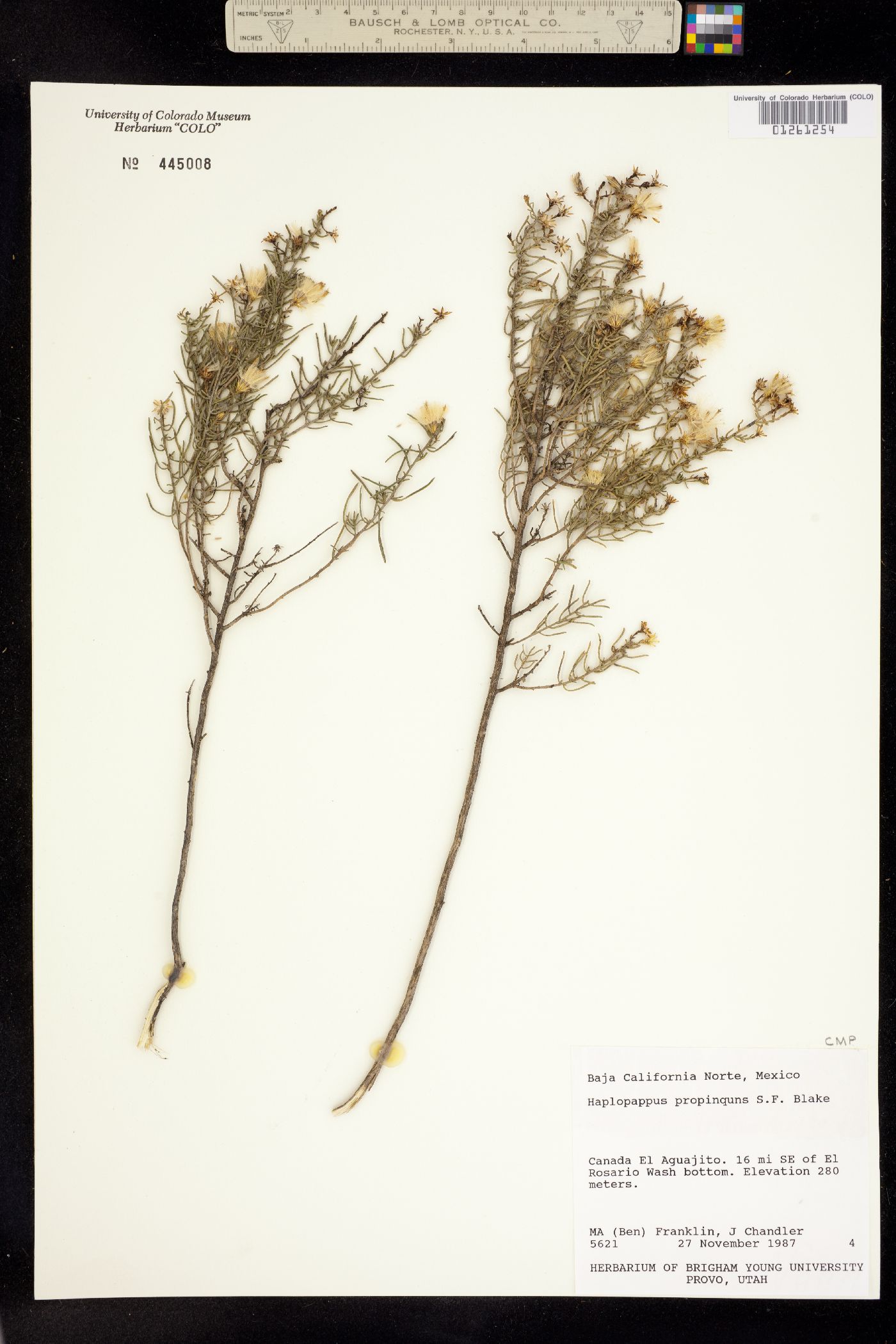 Ericameria brachylepis image