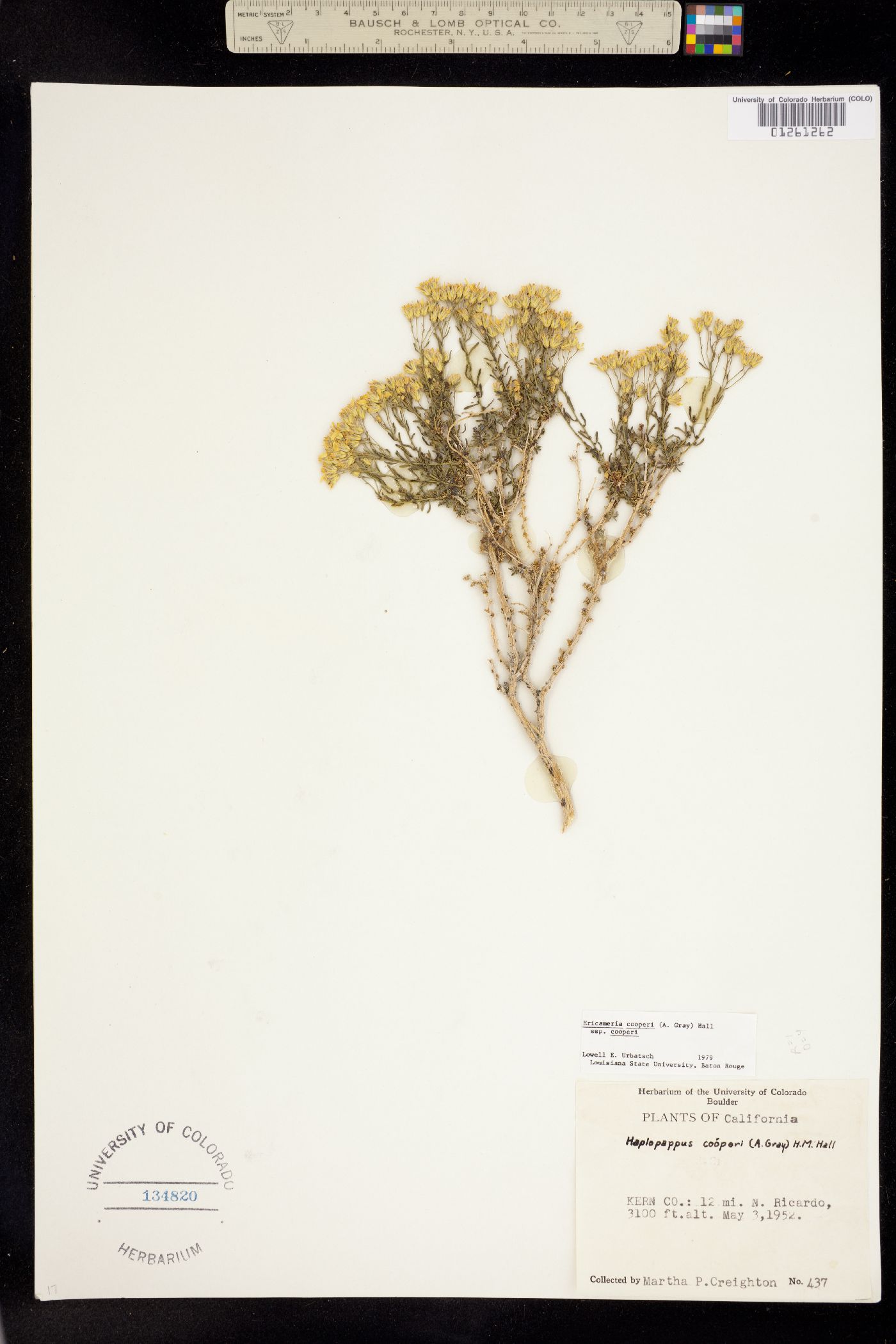 Ericameria cooperi image