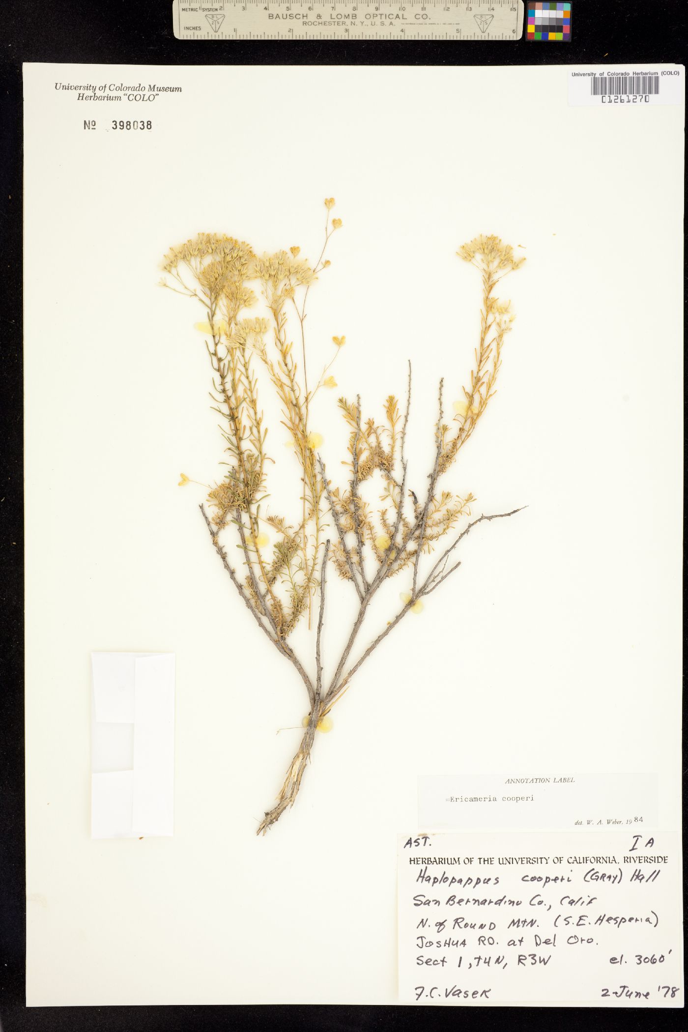 Ericameria cooperi image