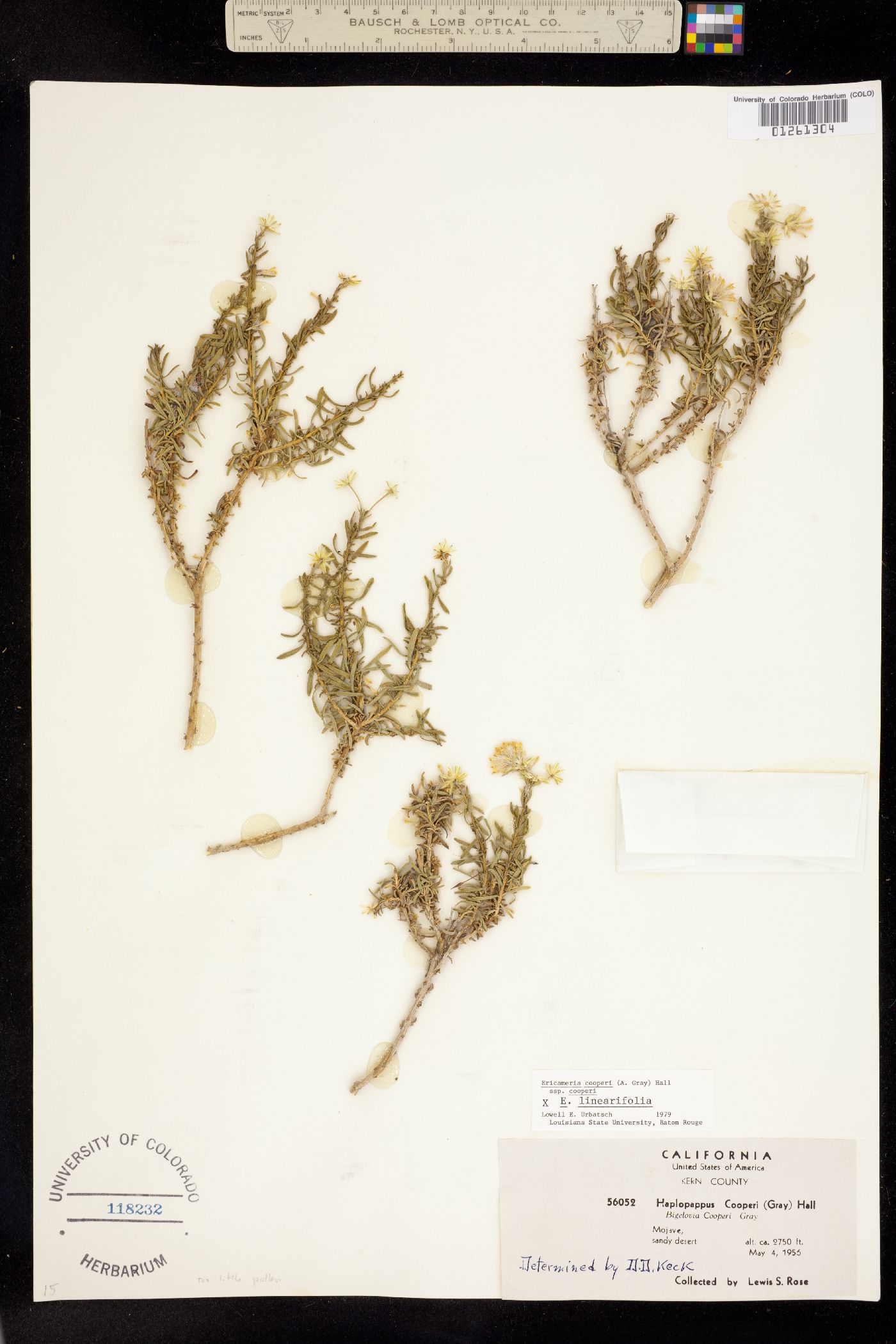 Ericameria cooperi image