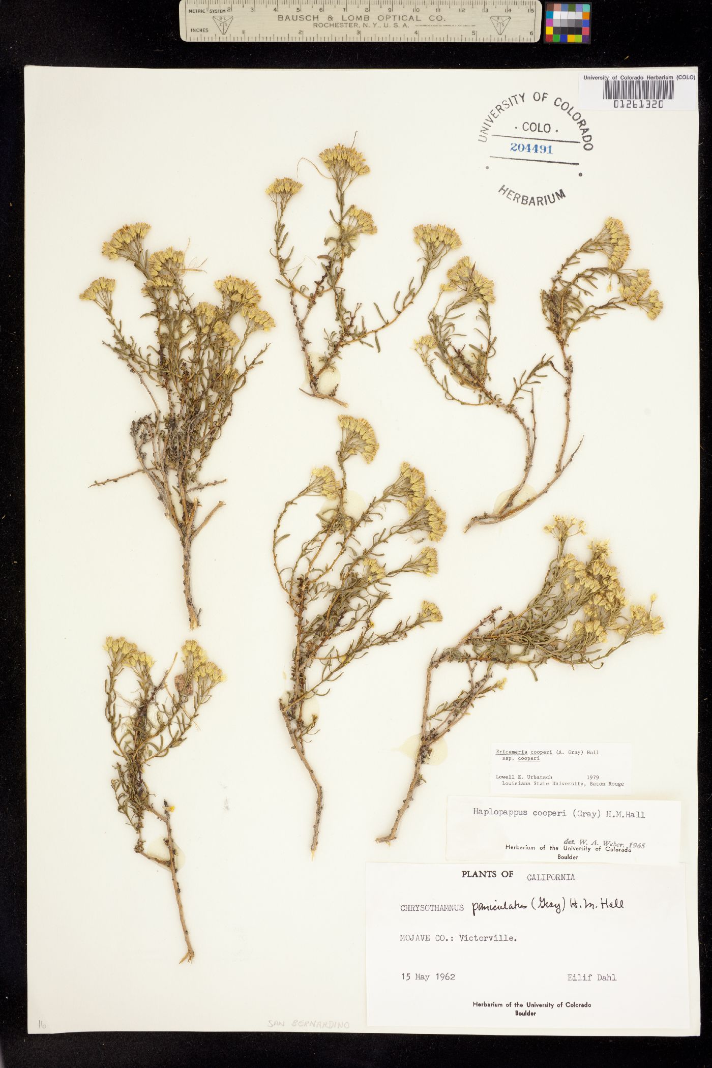 Ericameria cooperi image