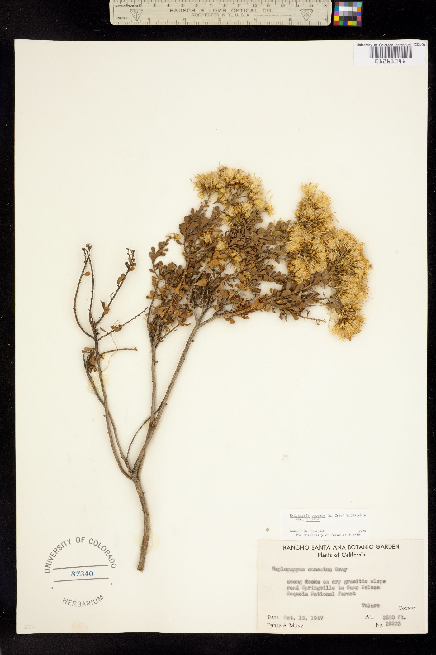Ericameria cuneata image