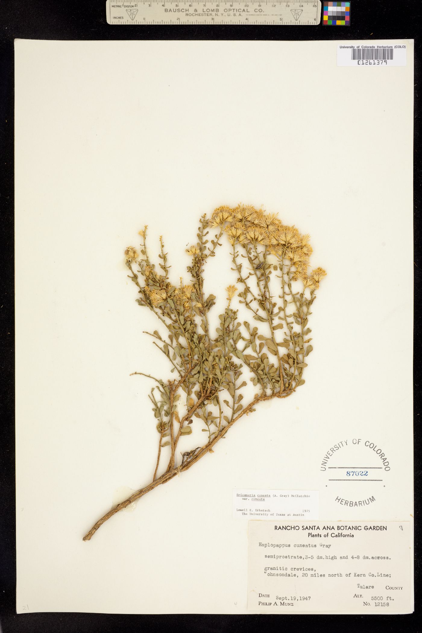 Ericameria cuneata image
