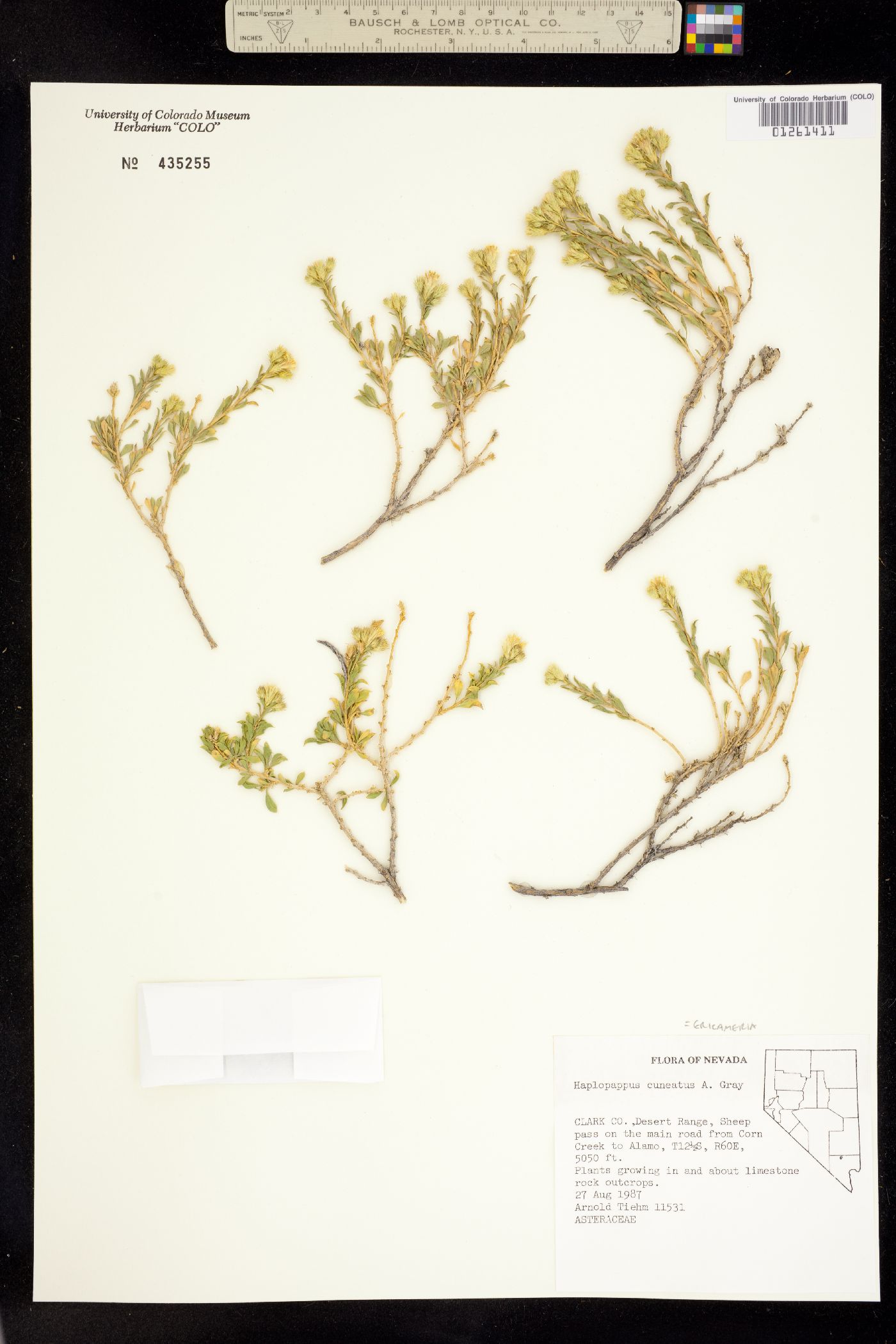 Ericameria cuneata image