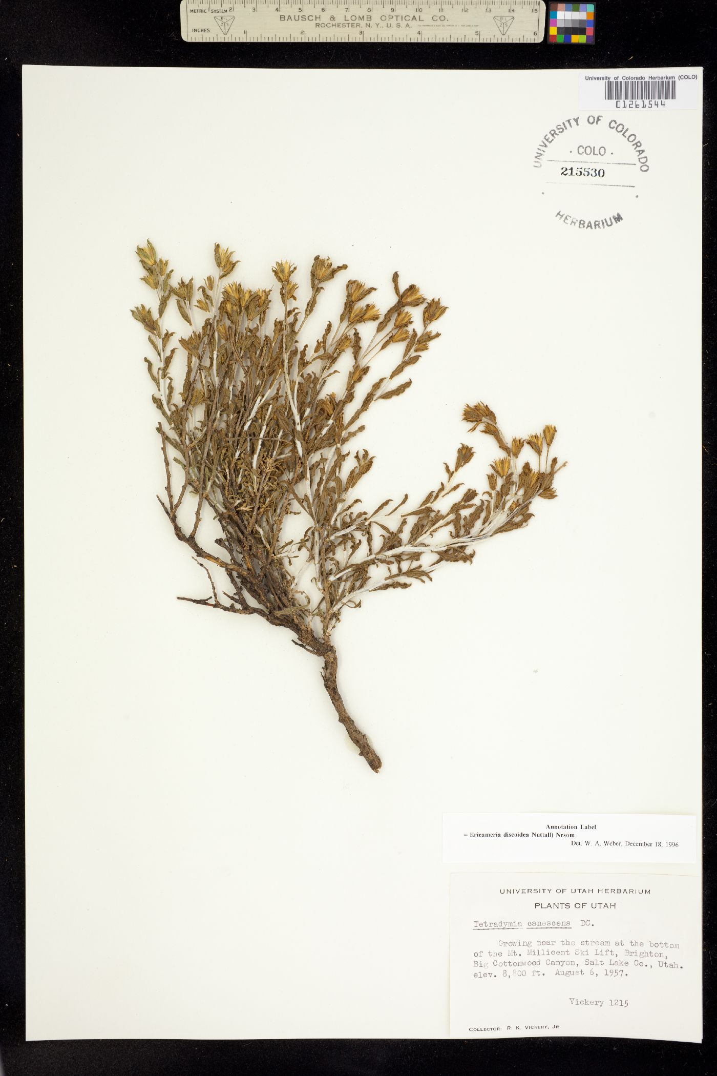 Ericameria discoidea image