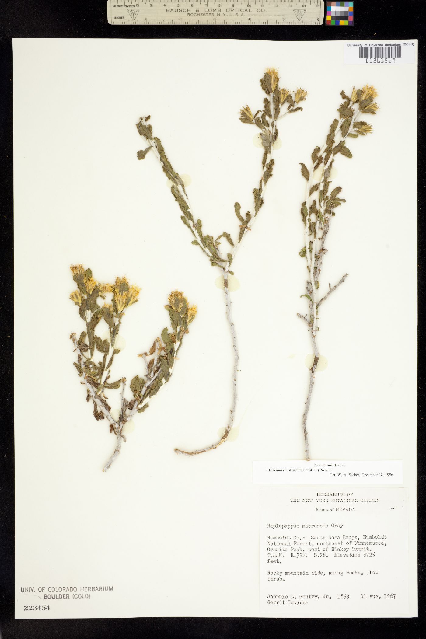 Ericameria image