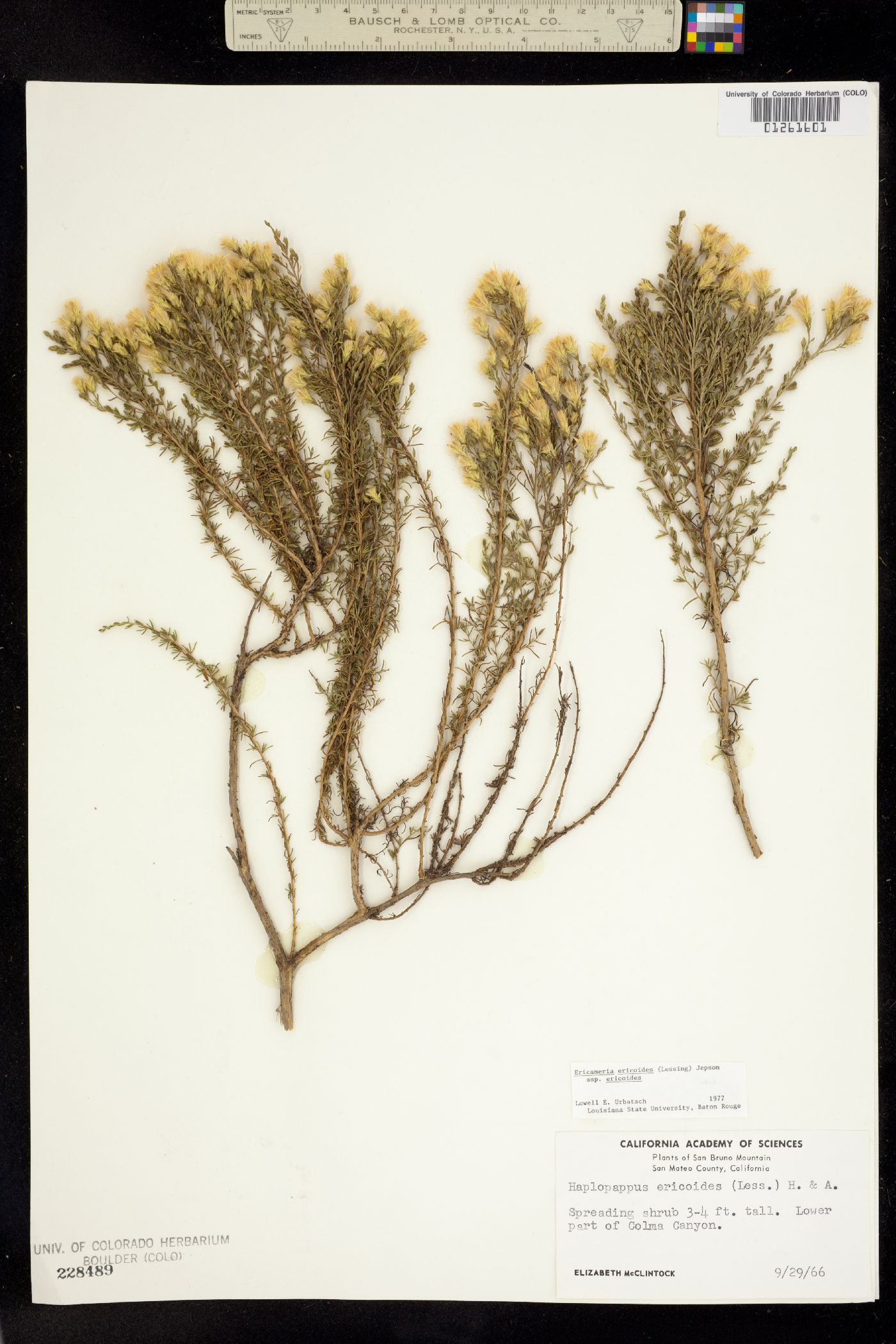 Ericameria ericoides image