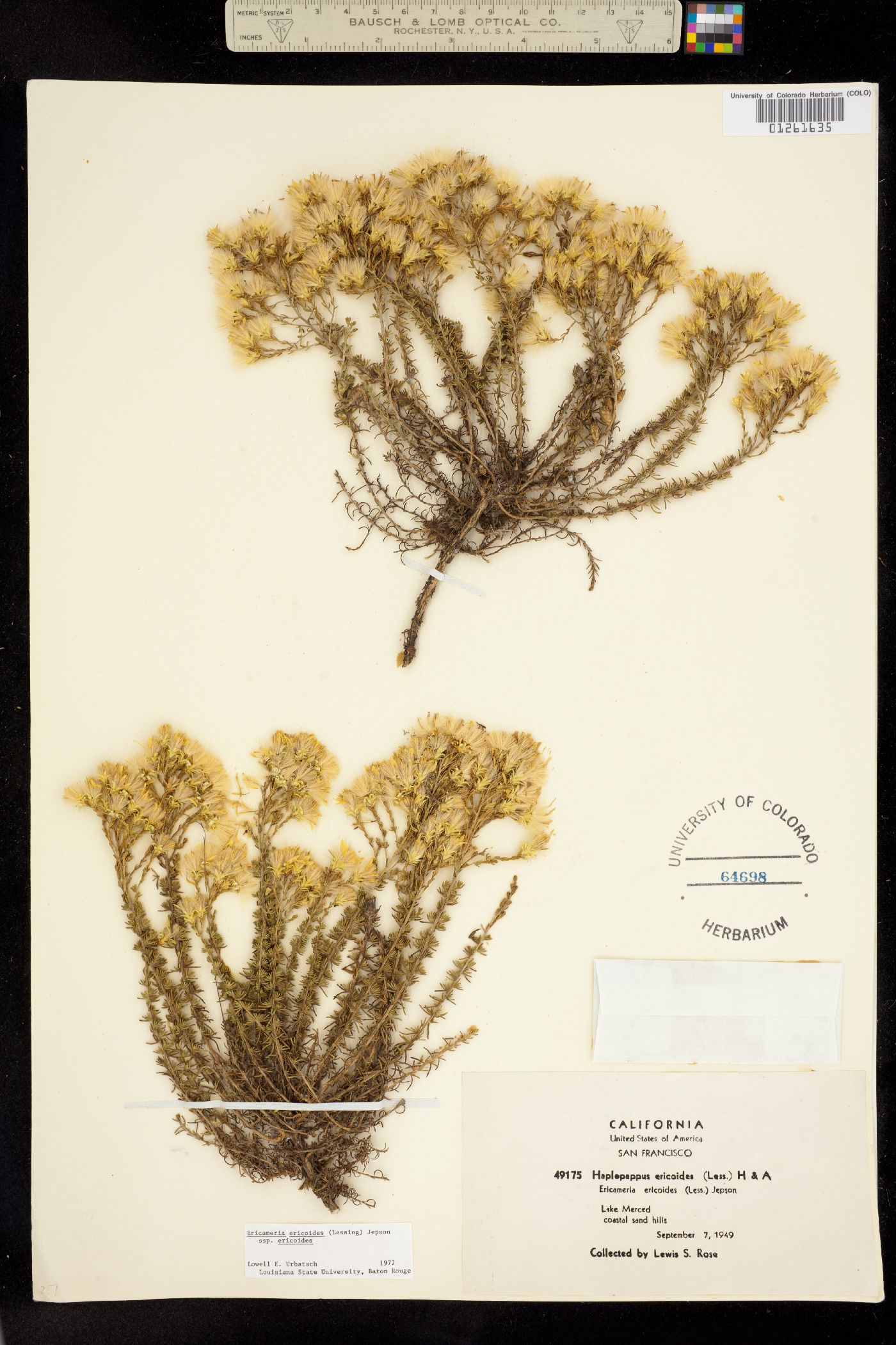 Ericameria ericoides image