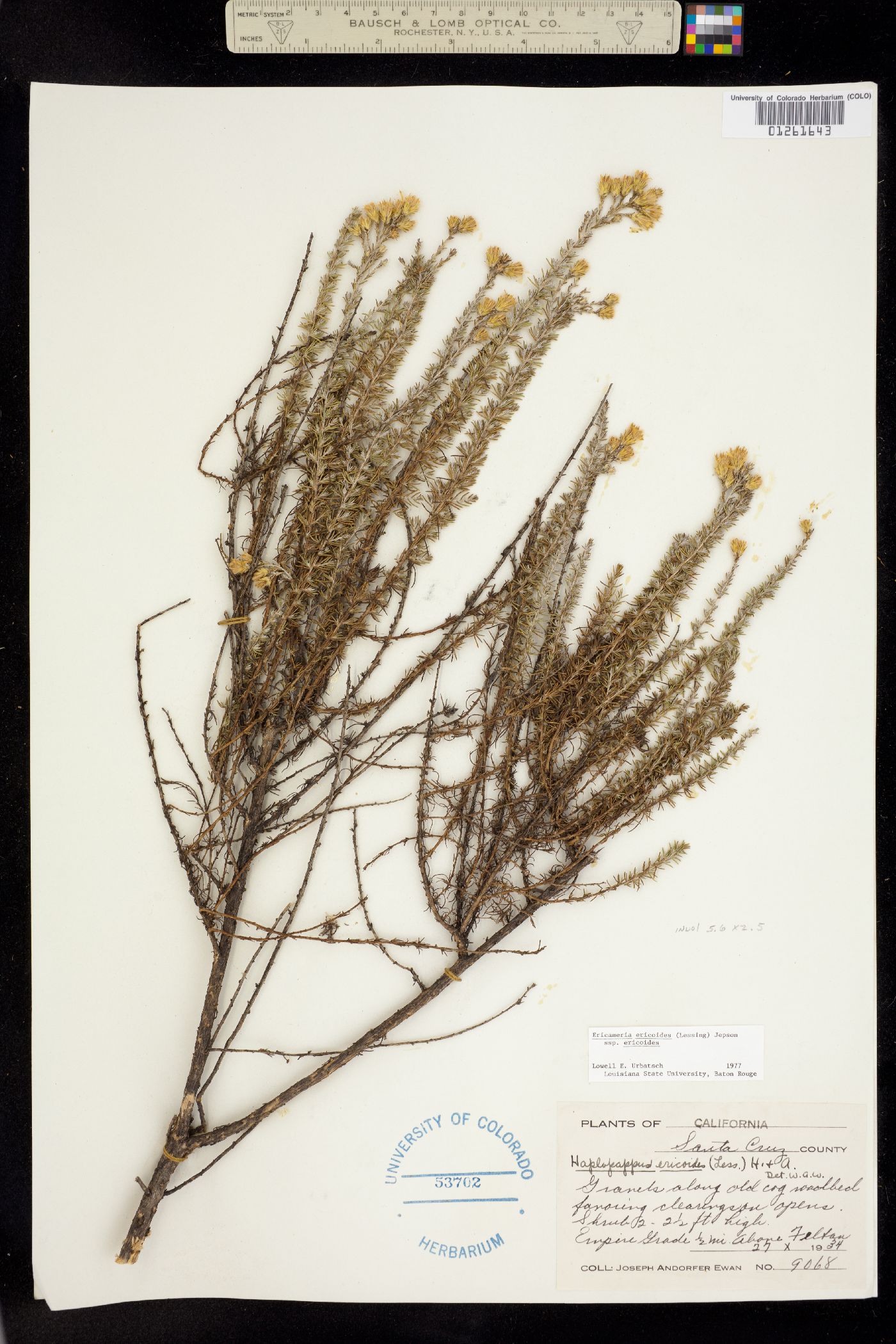 Ericameria ericoides image
