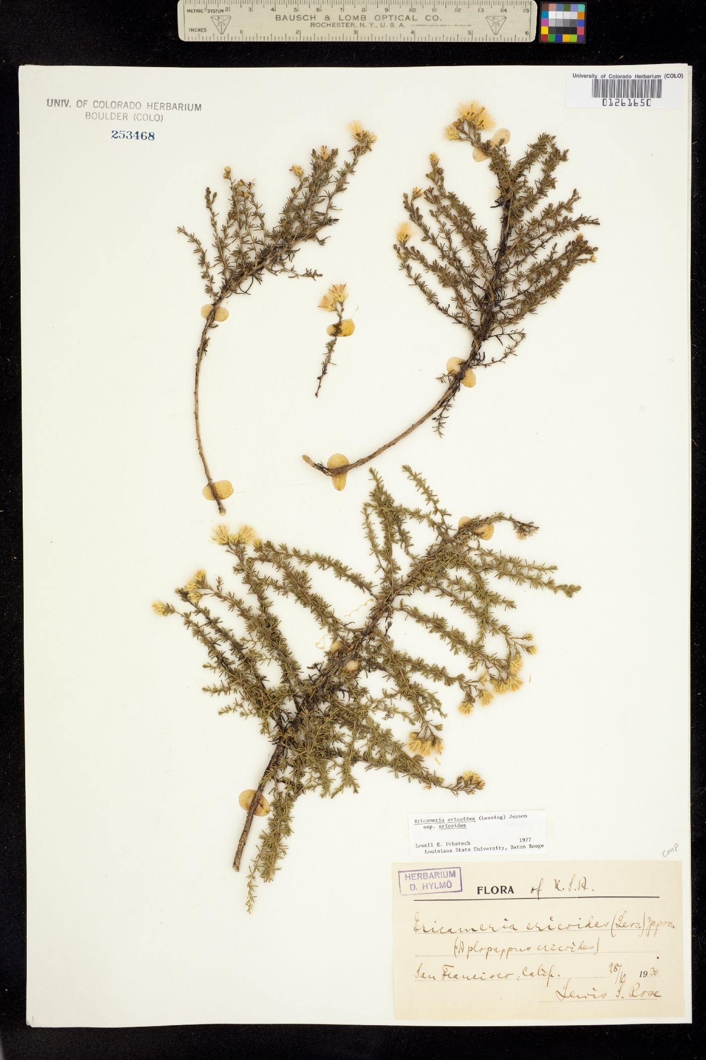 Ericameria ericoides image