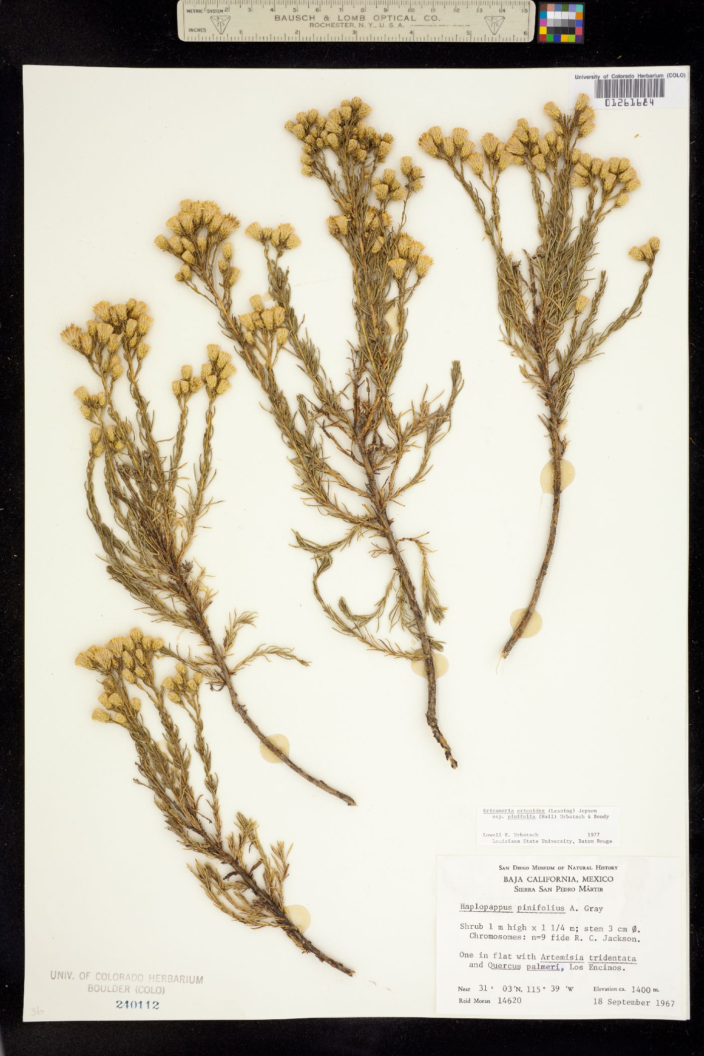 Ericameria ericoides image