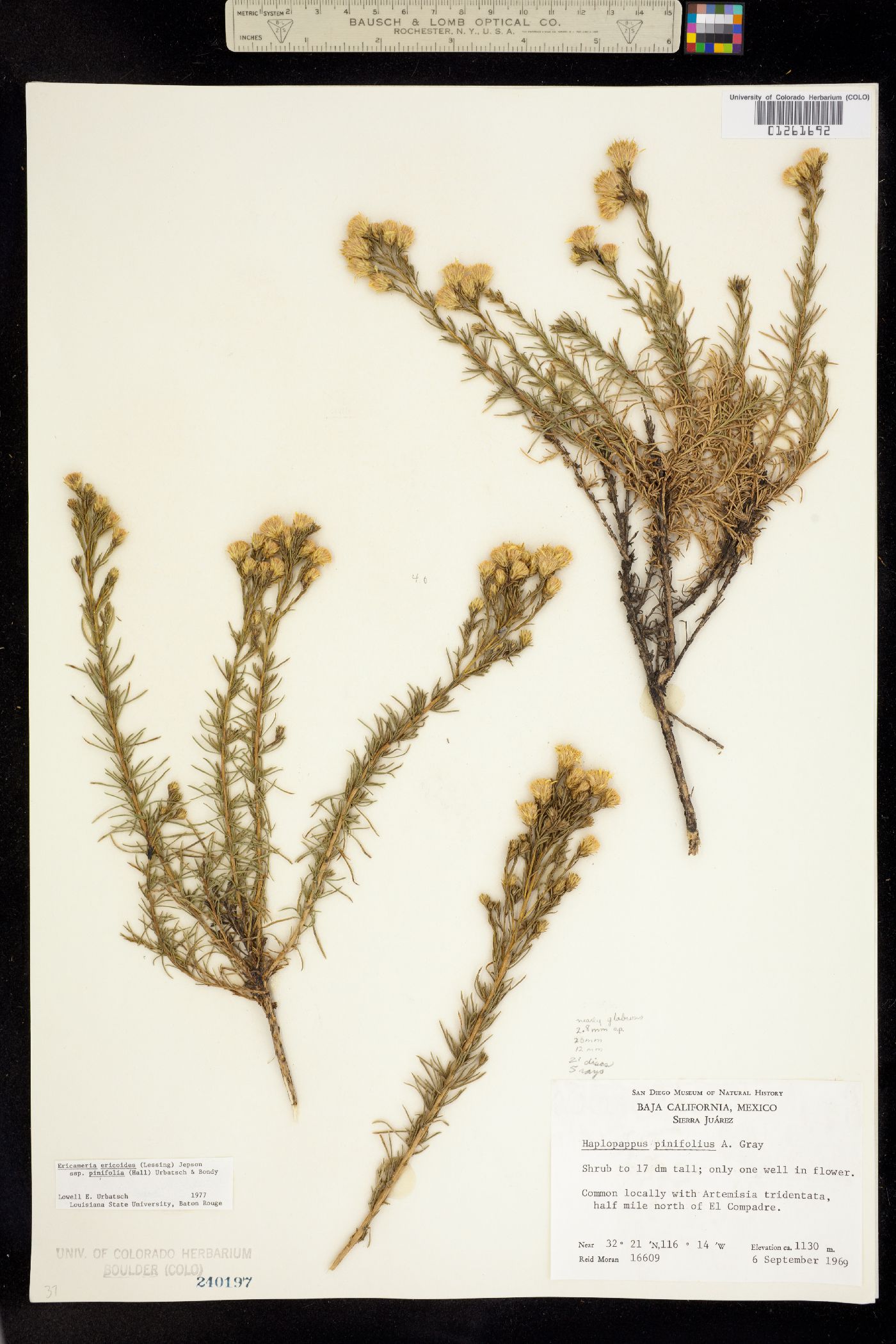 Ericameria ericoides image