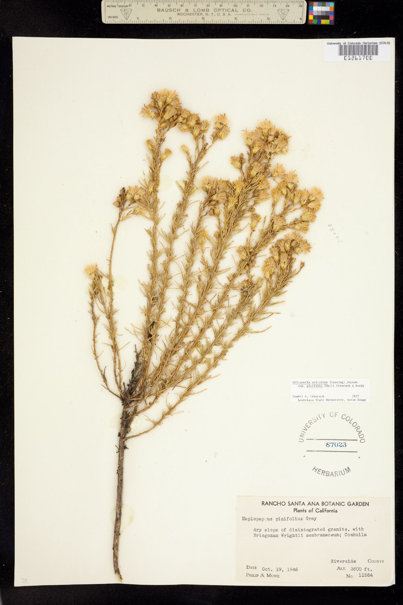 Ericameria ericoides image