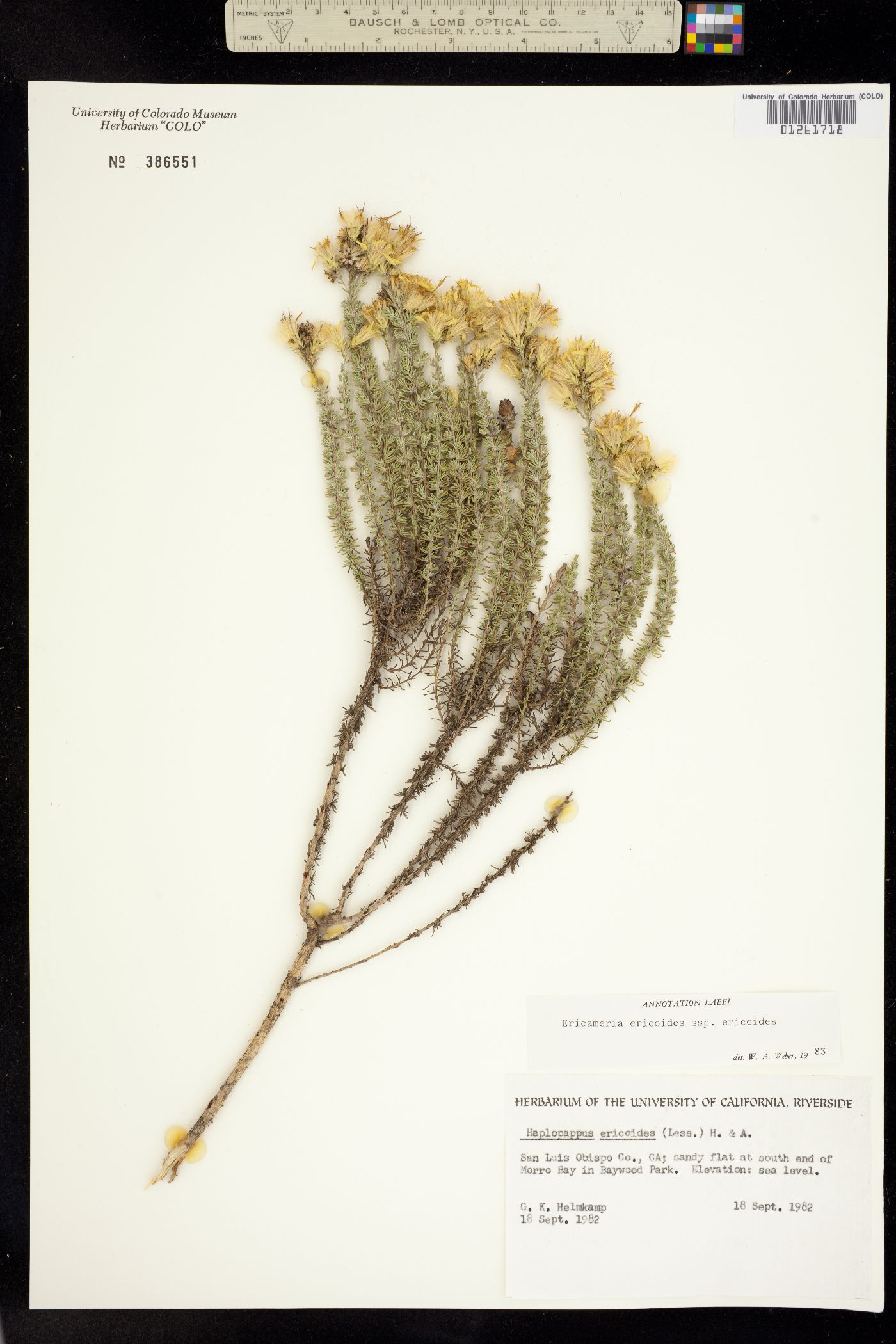 Ericameria ericoides image