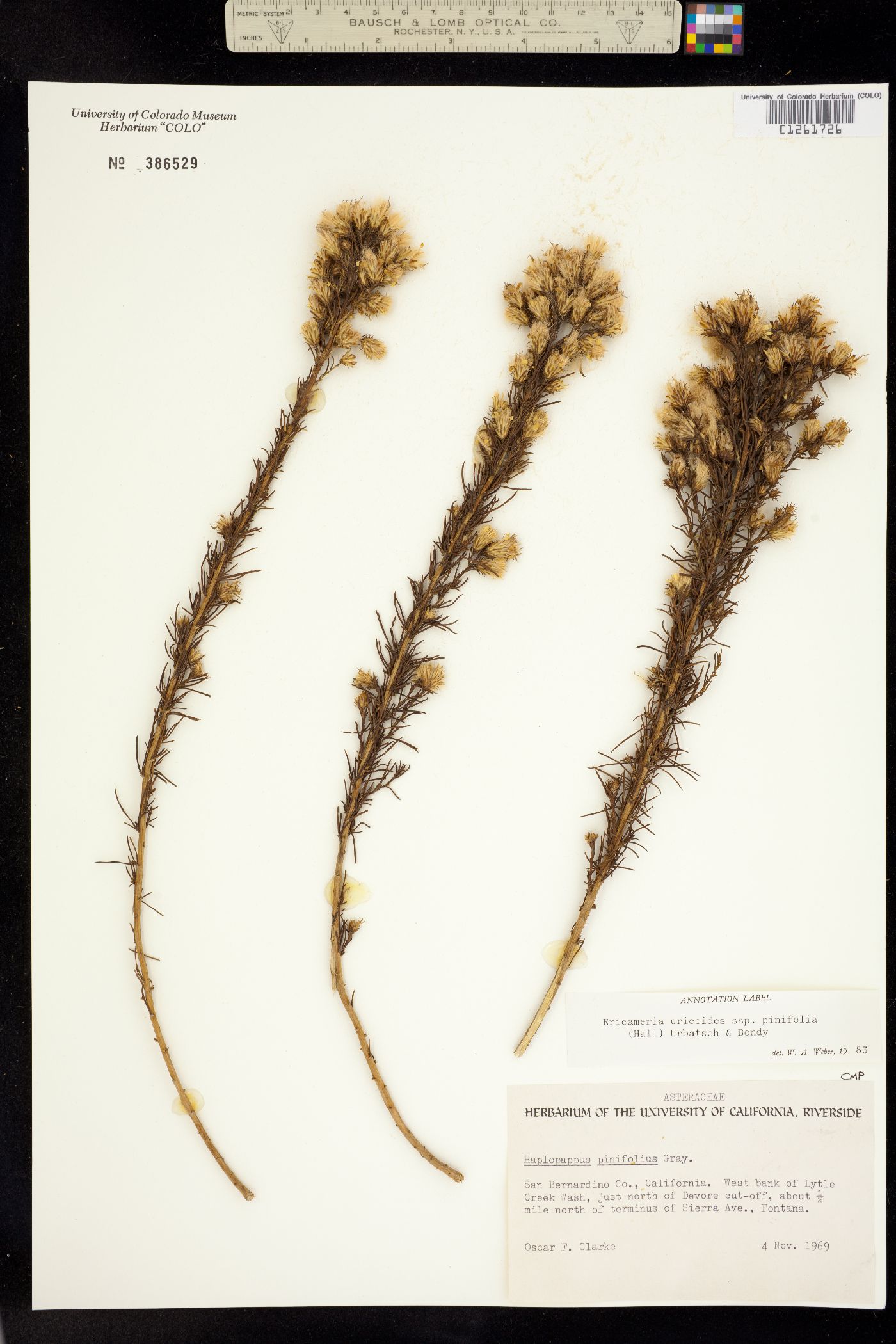 Ericameria ericoides image