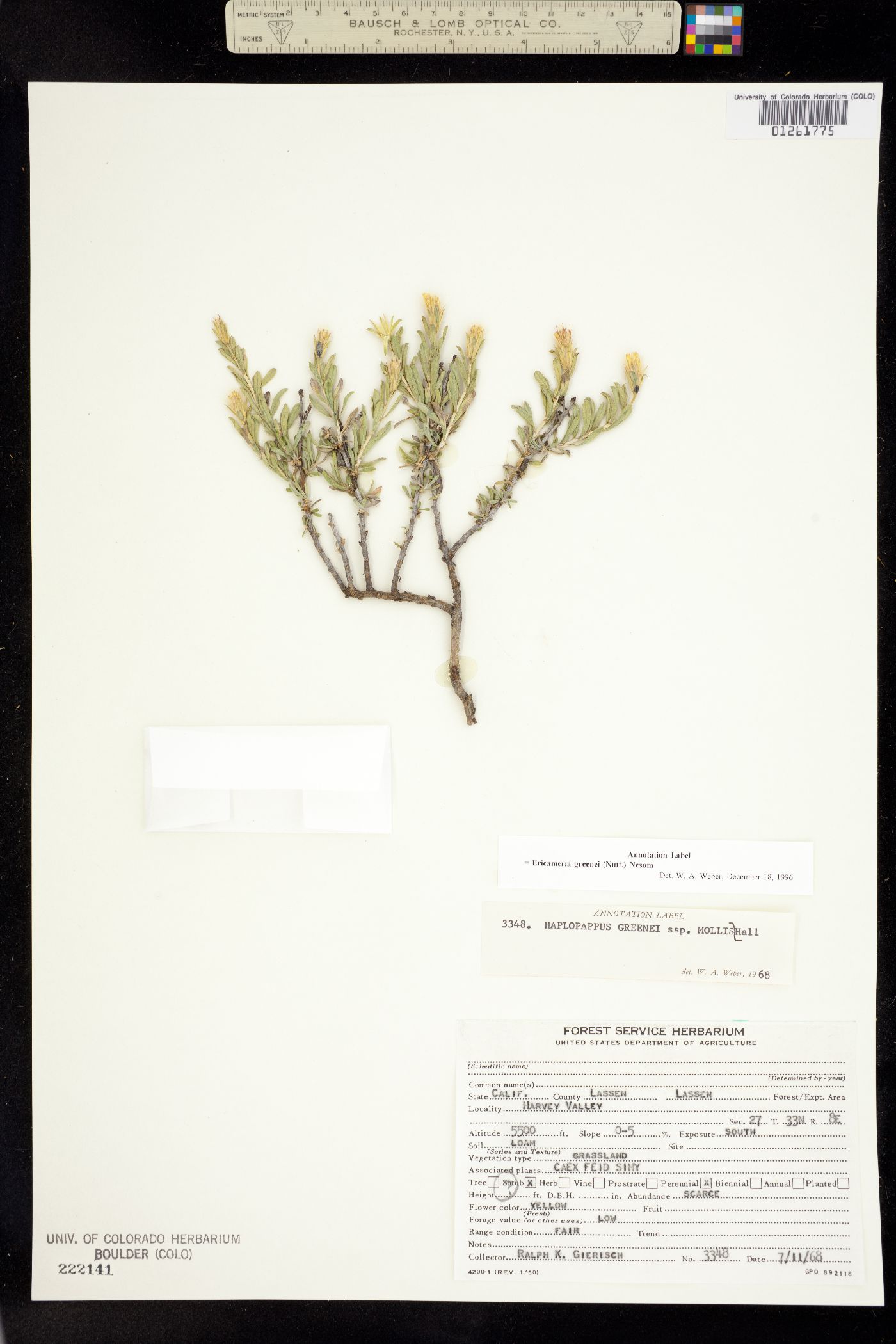 Ericameria greenei image