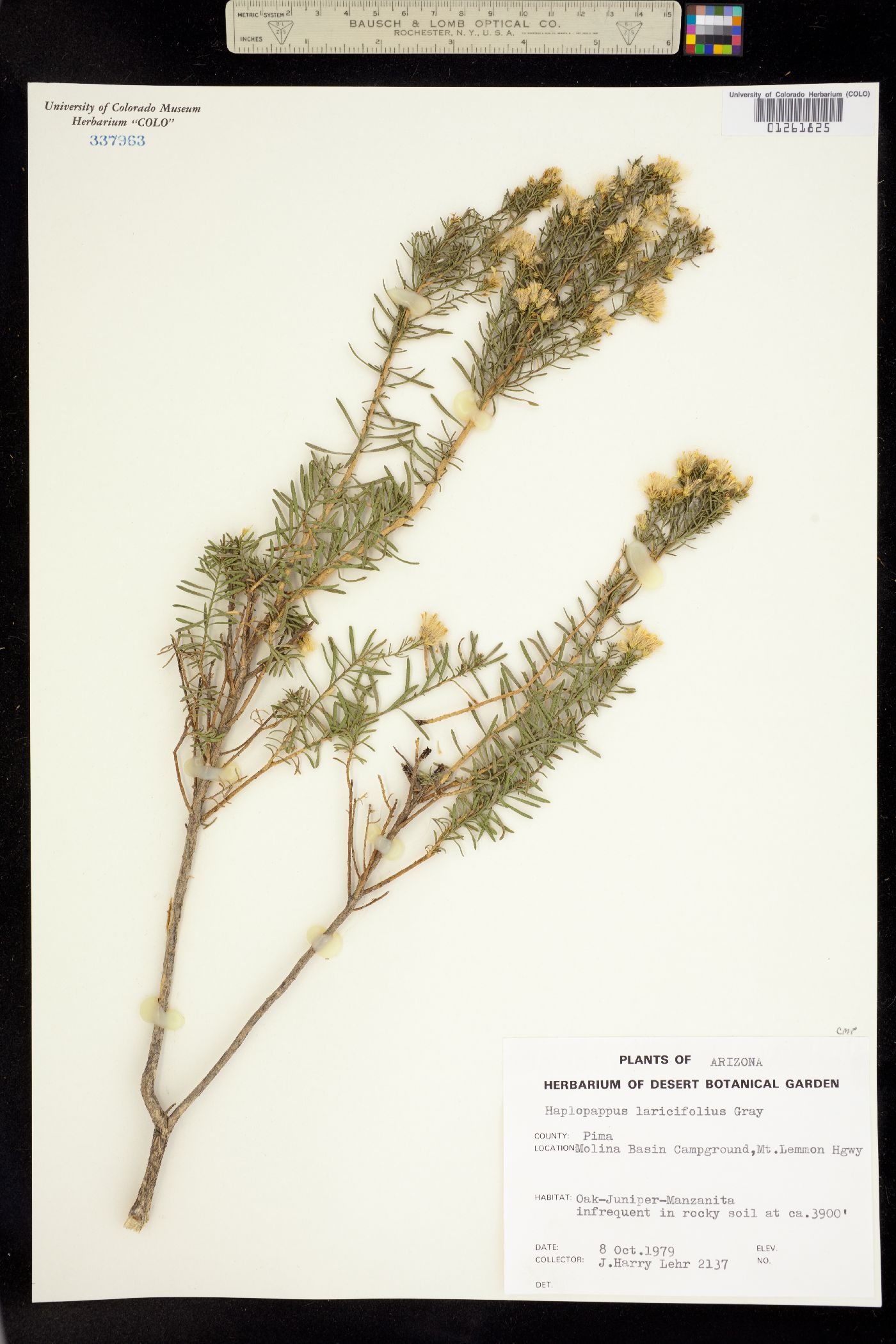 Ericameria laricifolia image