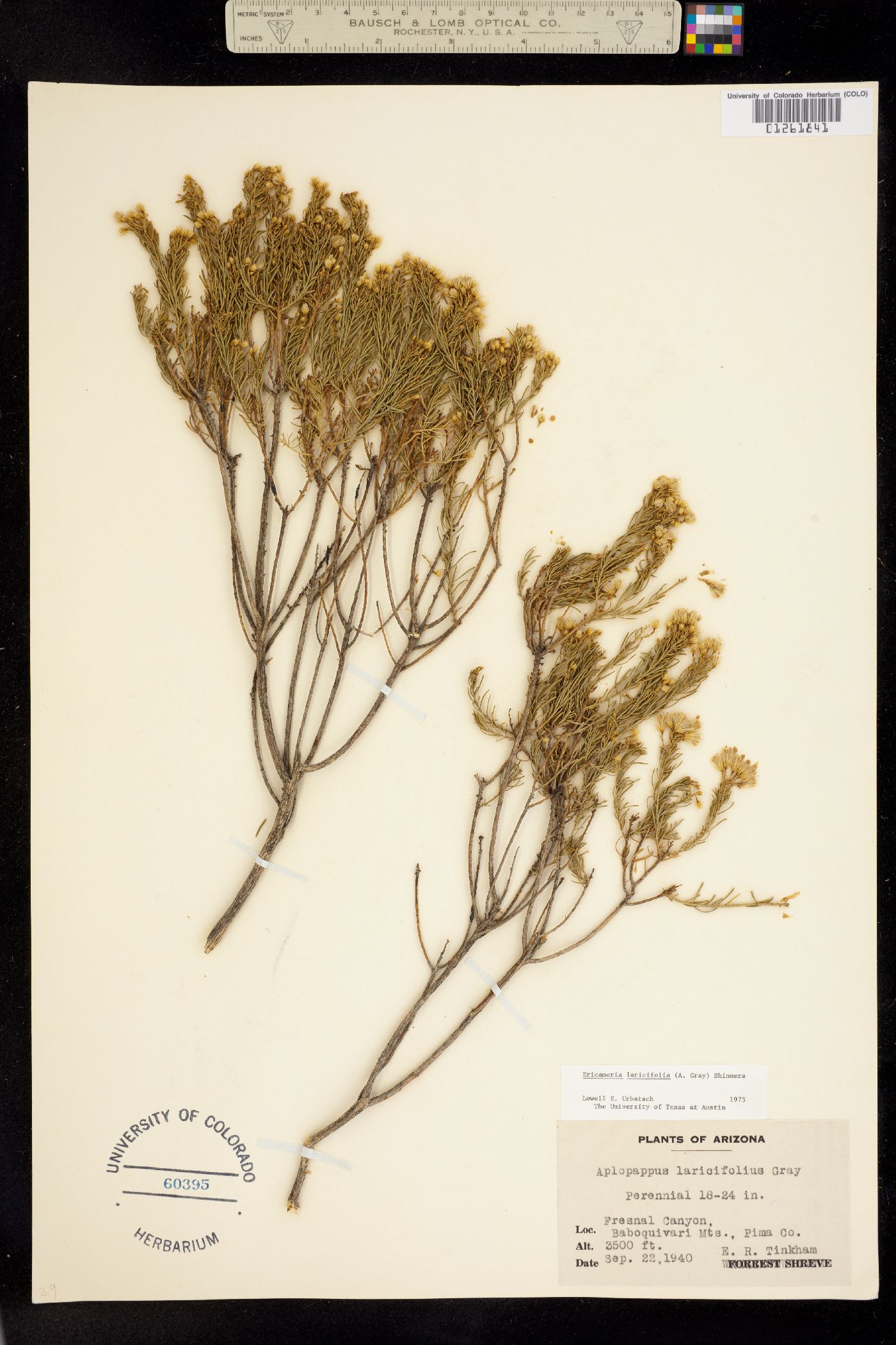 Ericameria laricifolia image