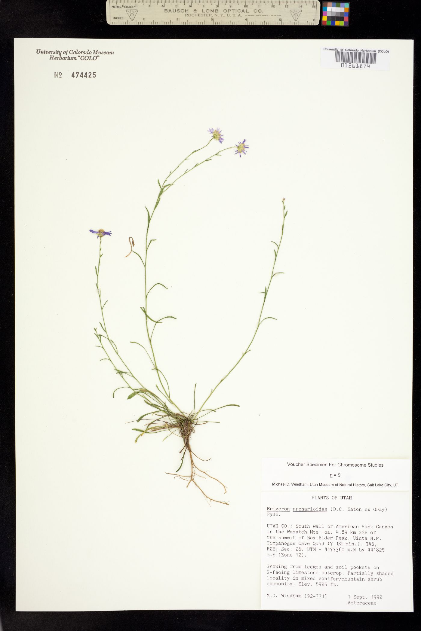 Erigeron arenarioides image