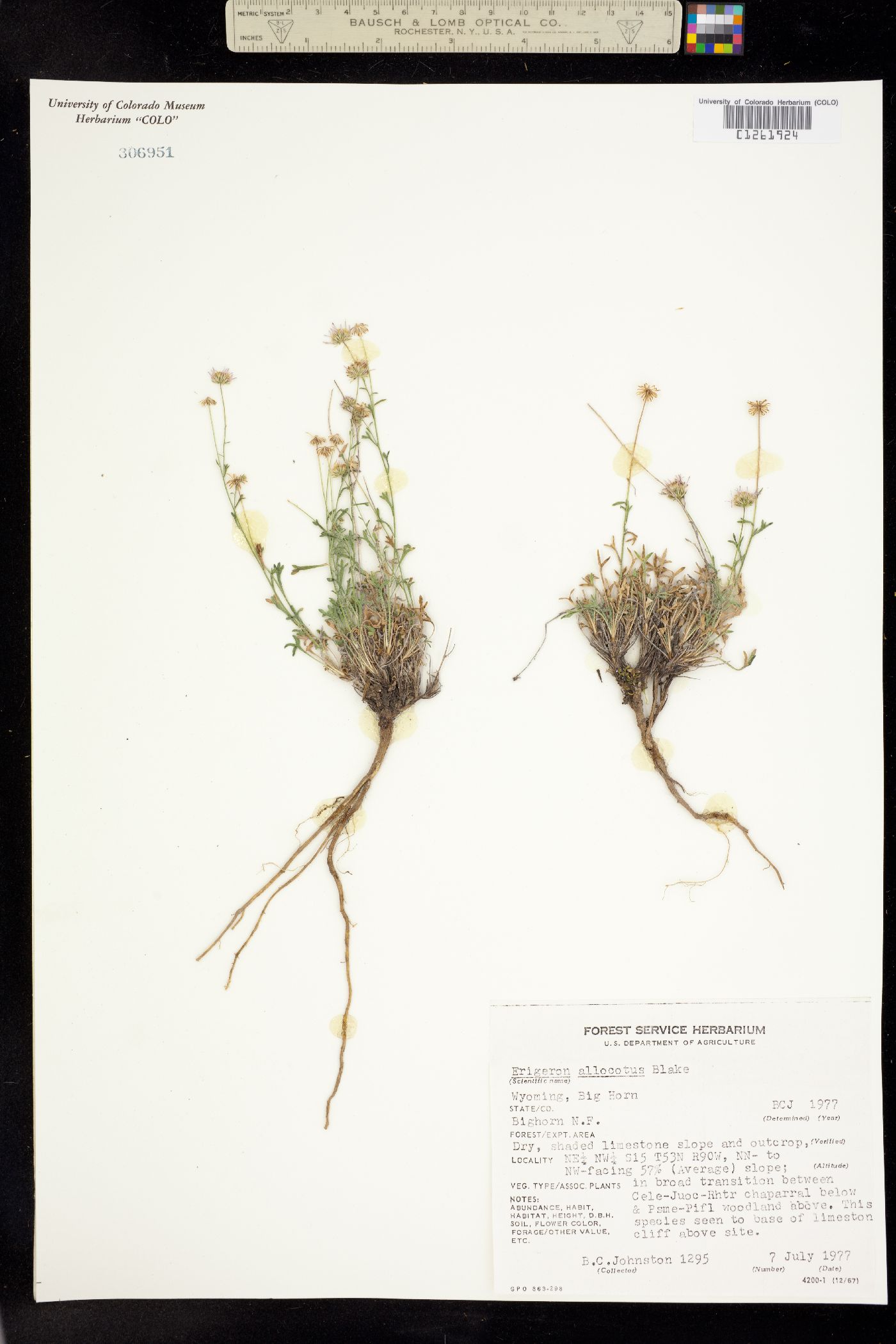 Erigeron allocotus image