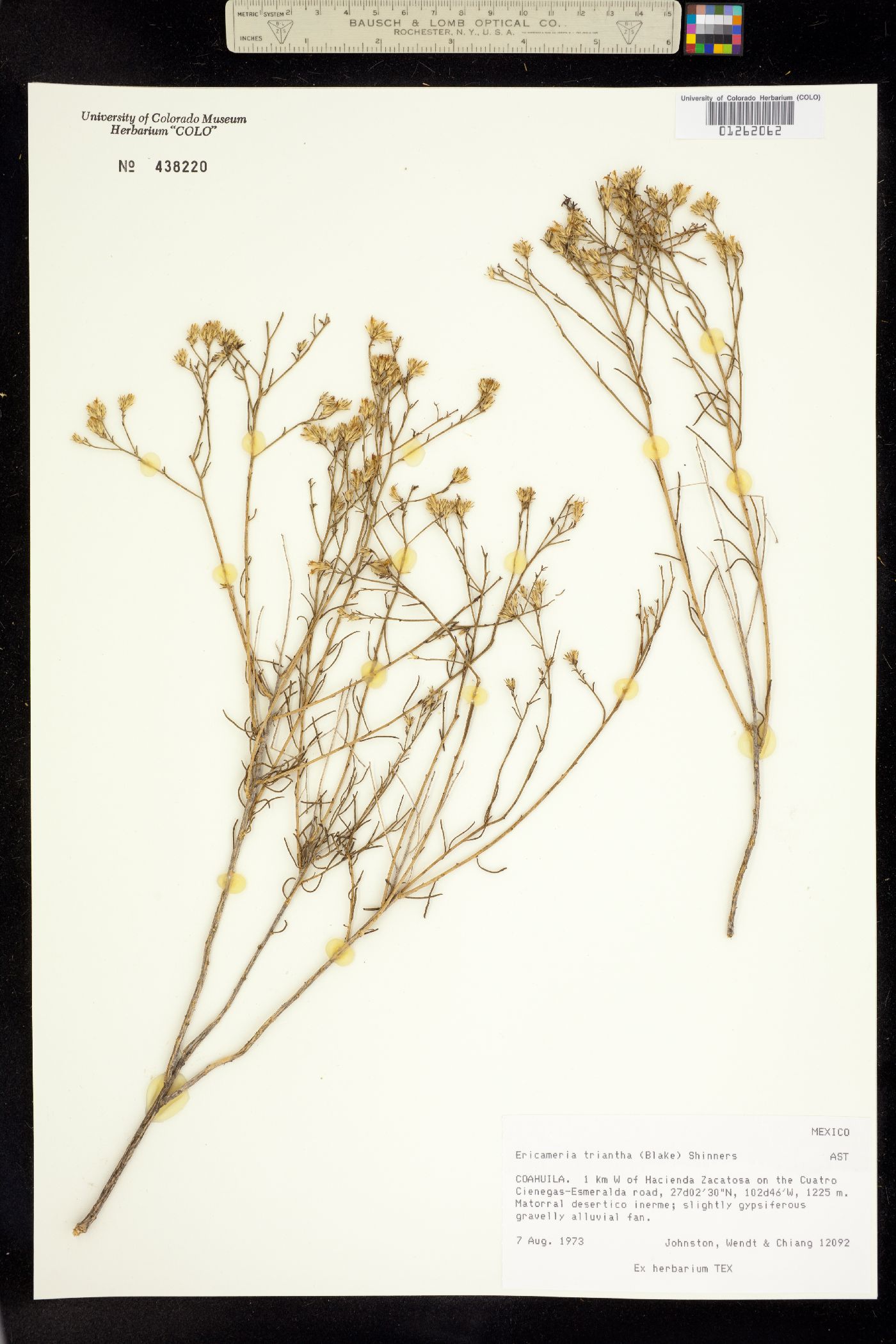 Ericameria triantha image