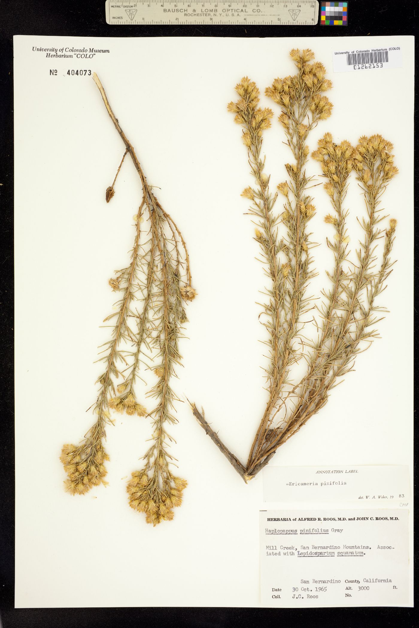 Ericameria pinifolia image