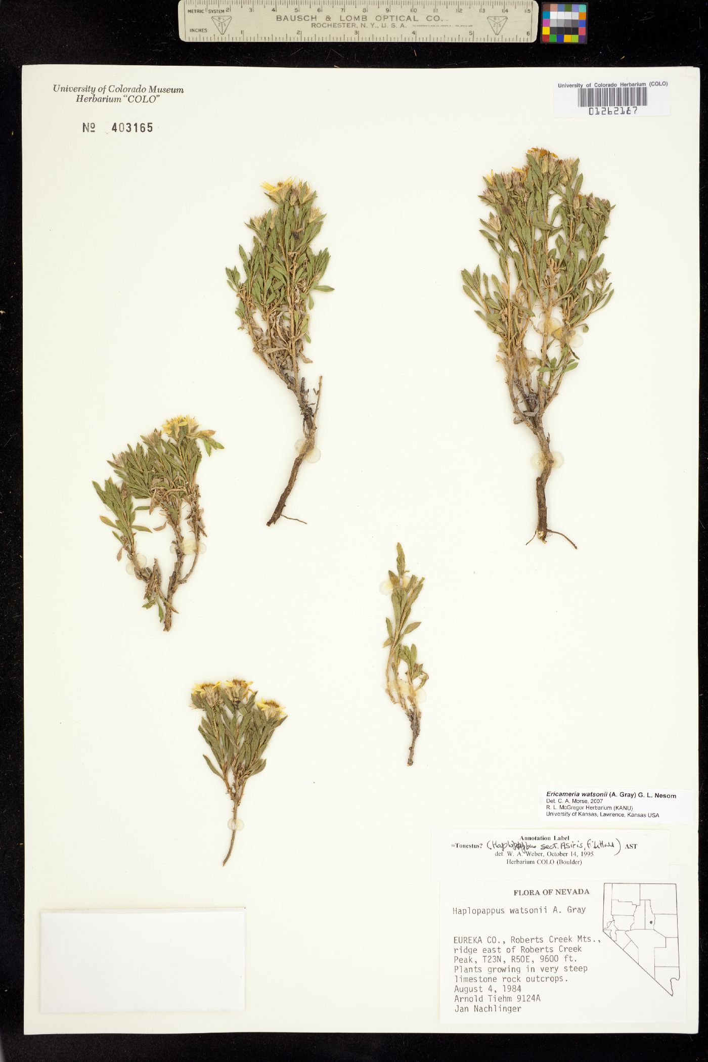 Ericameria watsonii image