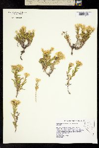 Ericameria watsonii image
