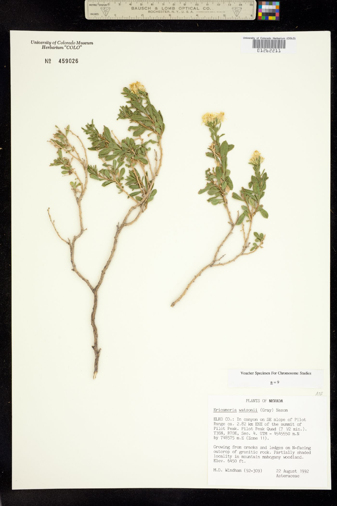 Ericameria watsonii image