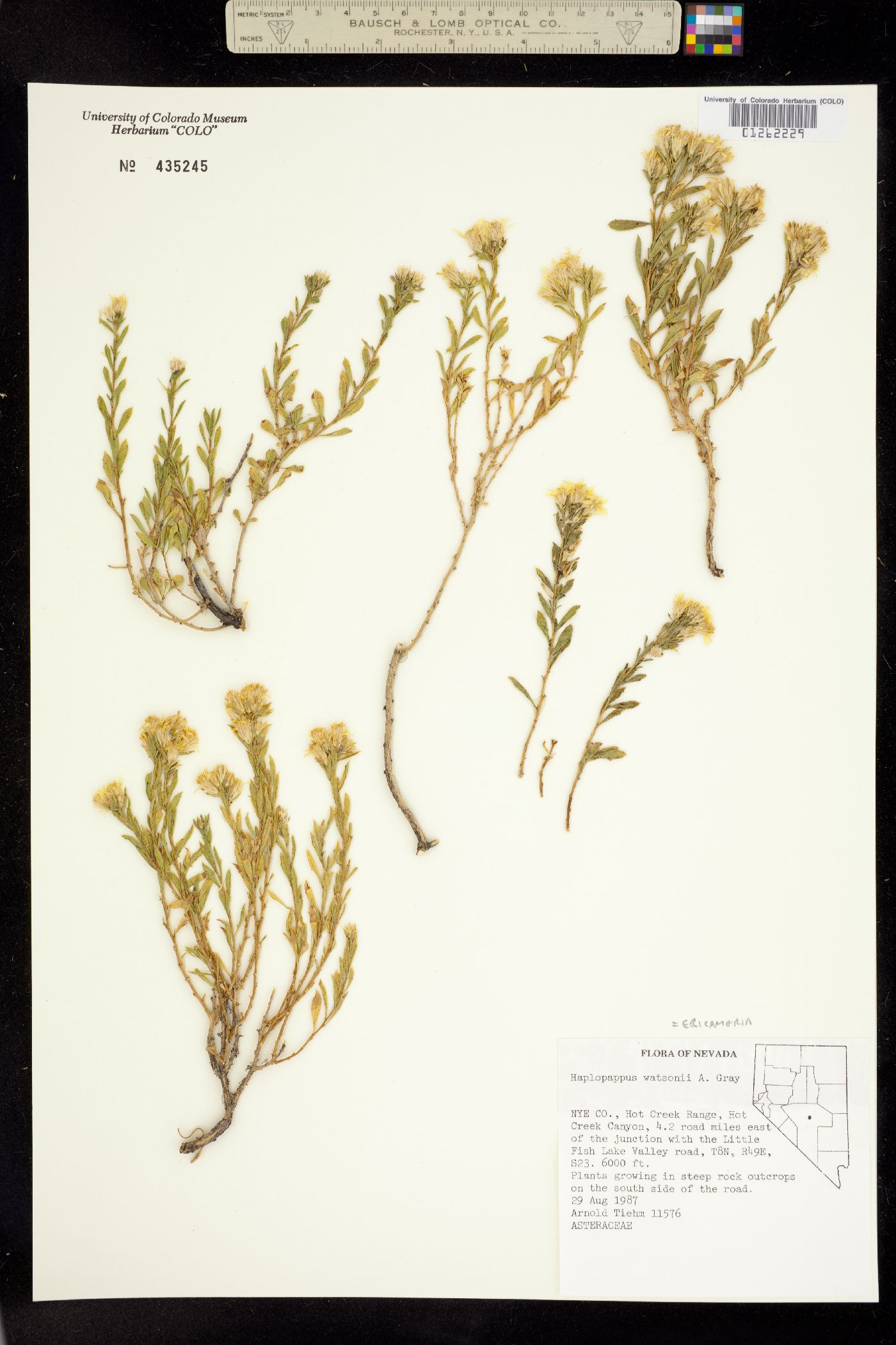 Ericameria watsonii image