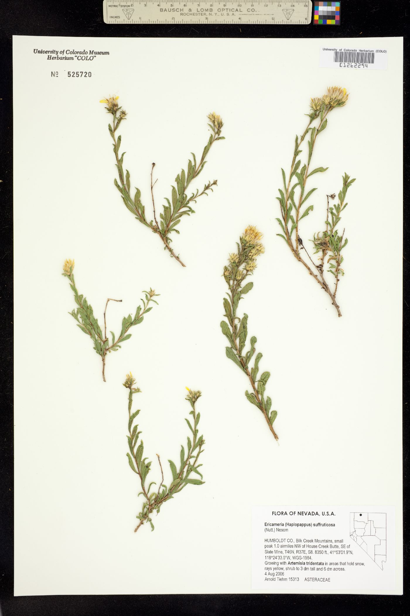 Ericameria suffruticosa image