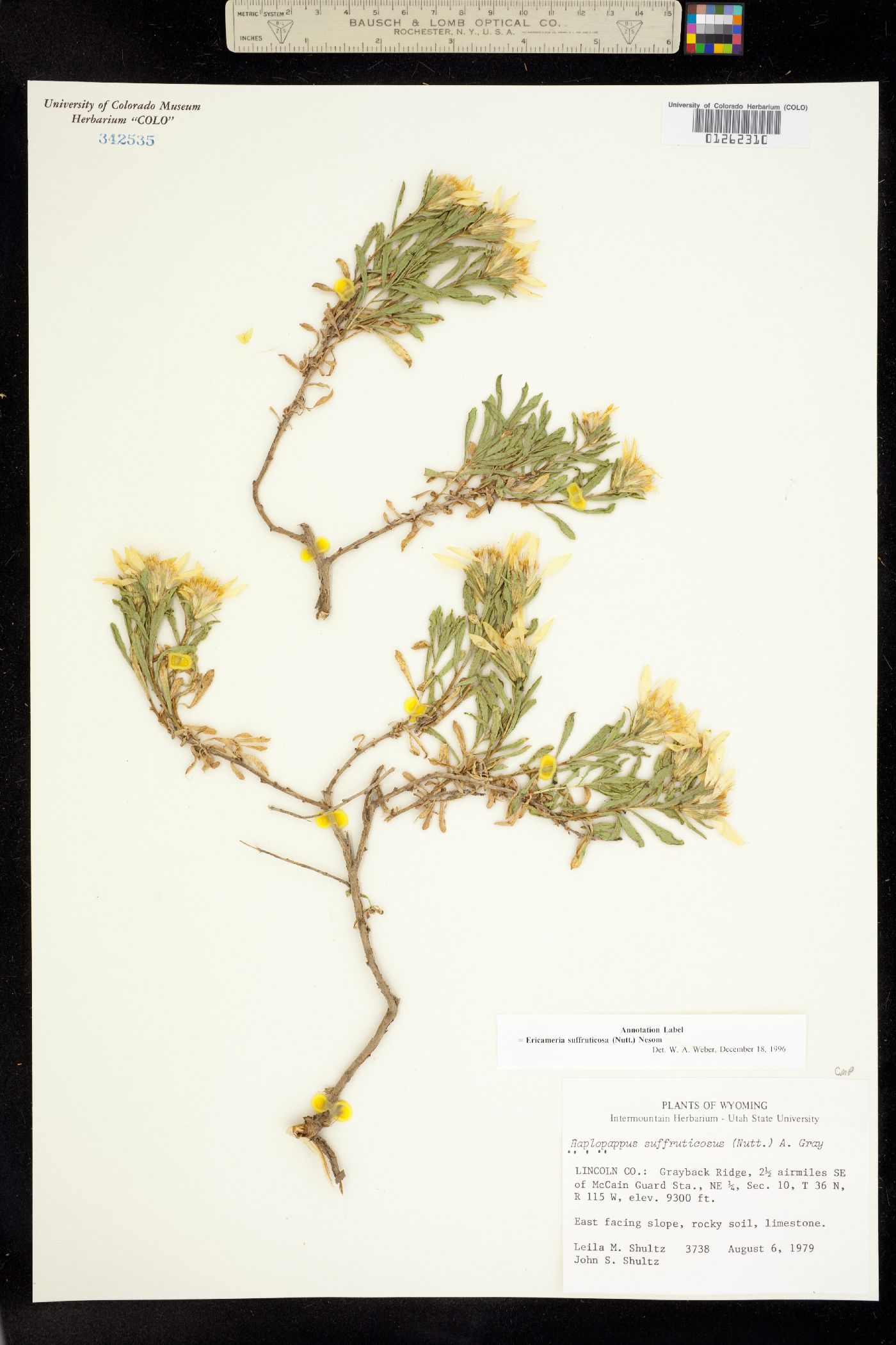 Ericameria suffruticosa image