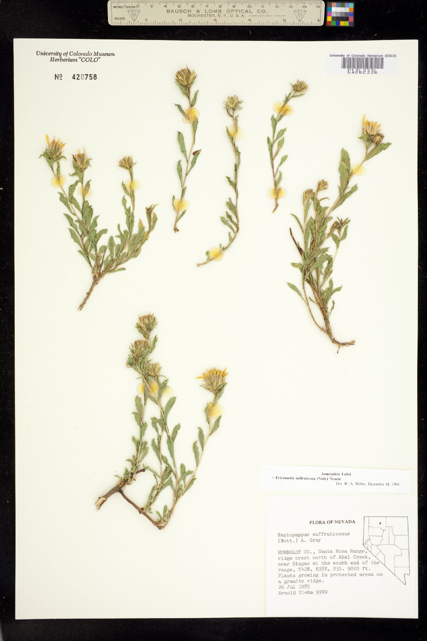 Ericameria suffruticosa image