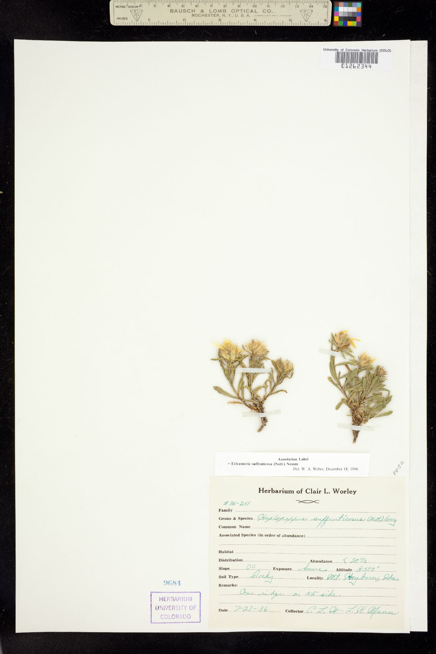 Ericameria suffruticosa image