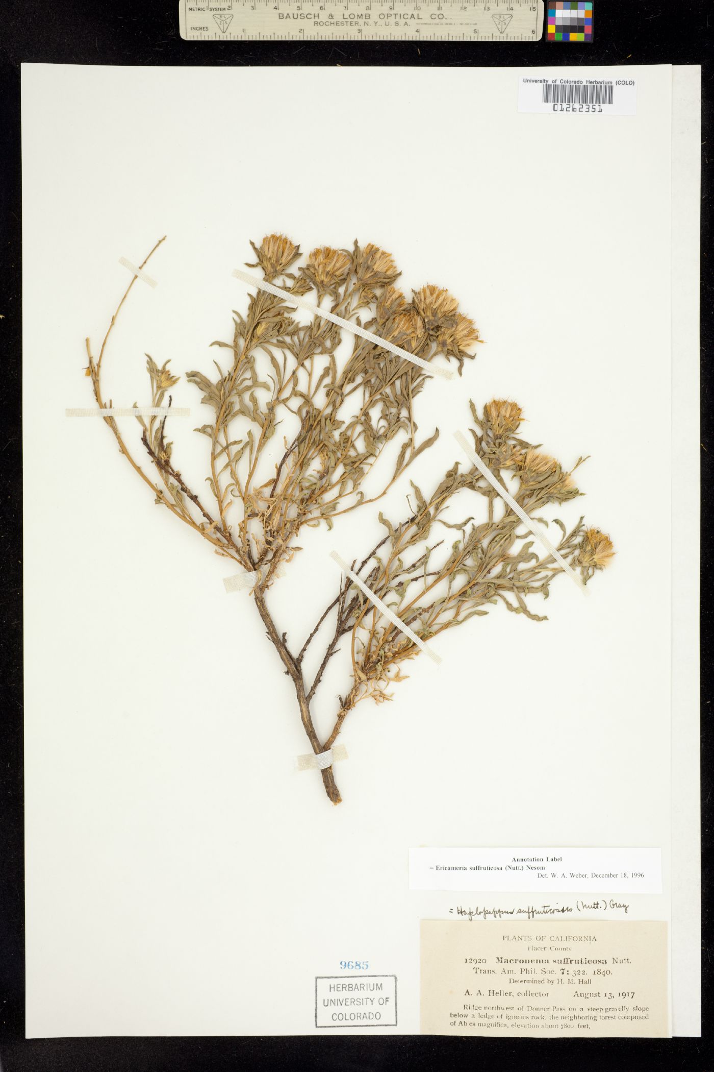 Ericameria suffruticosa image