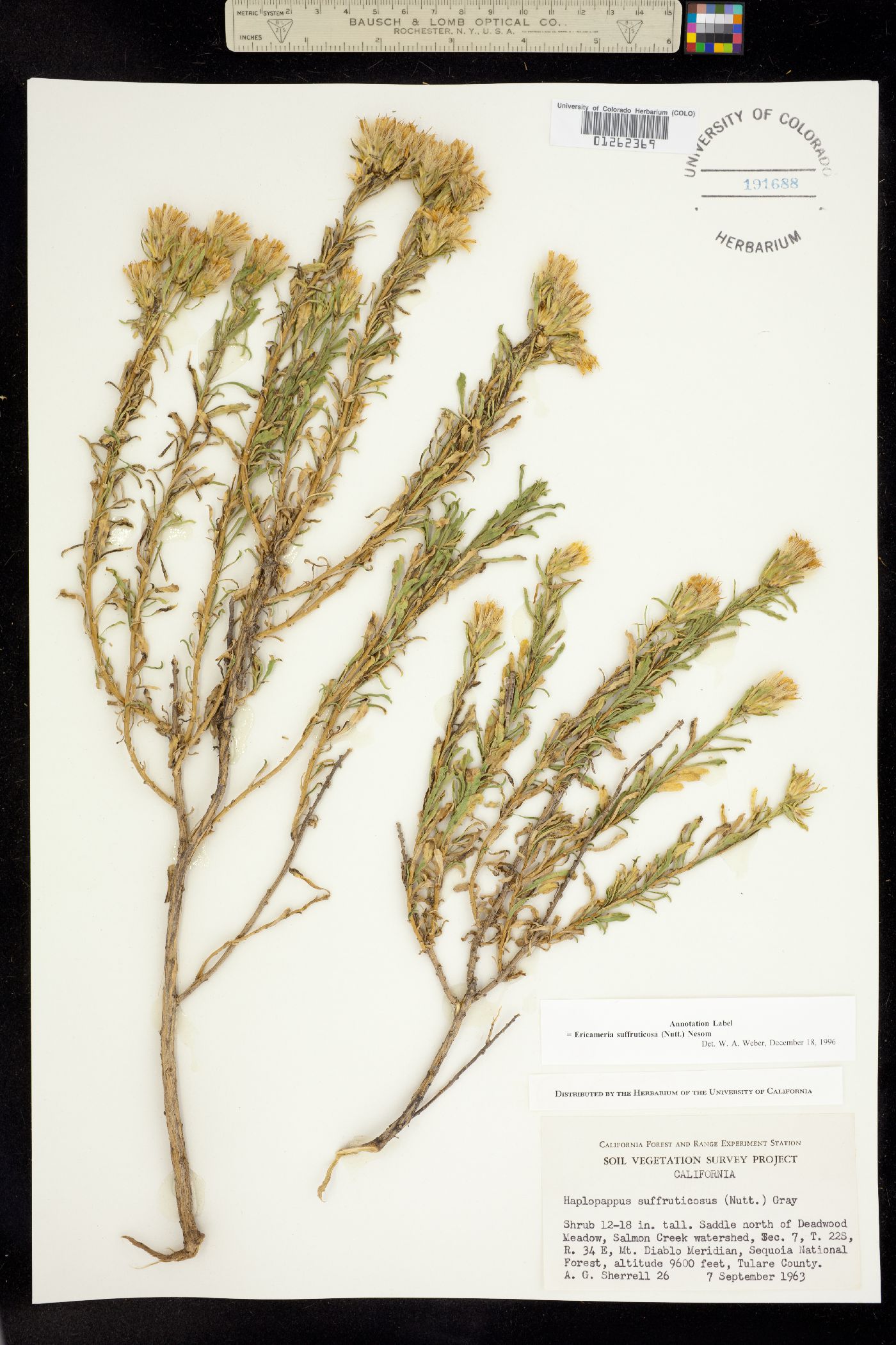 Ericameria suffruticosa image