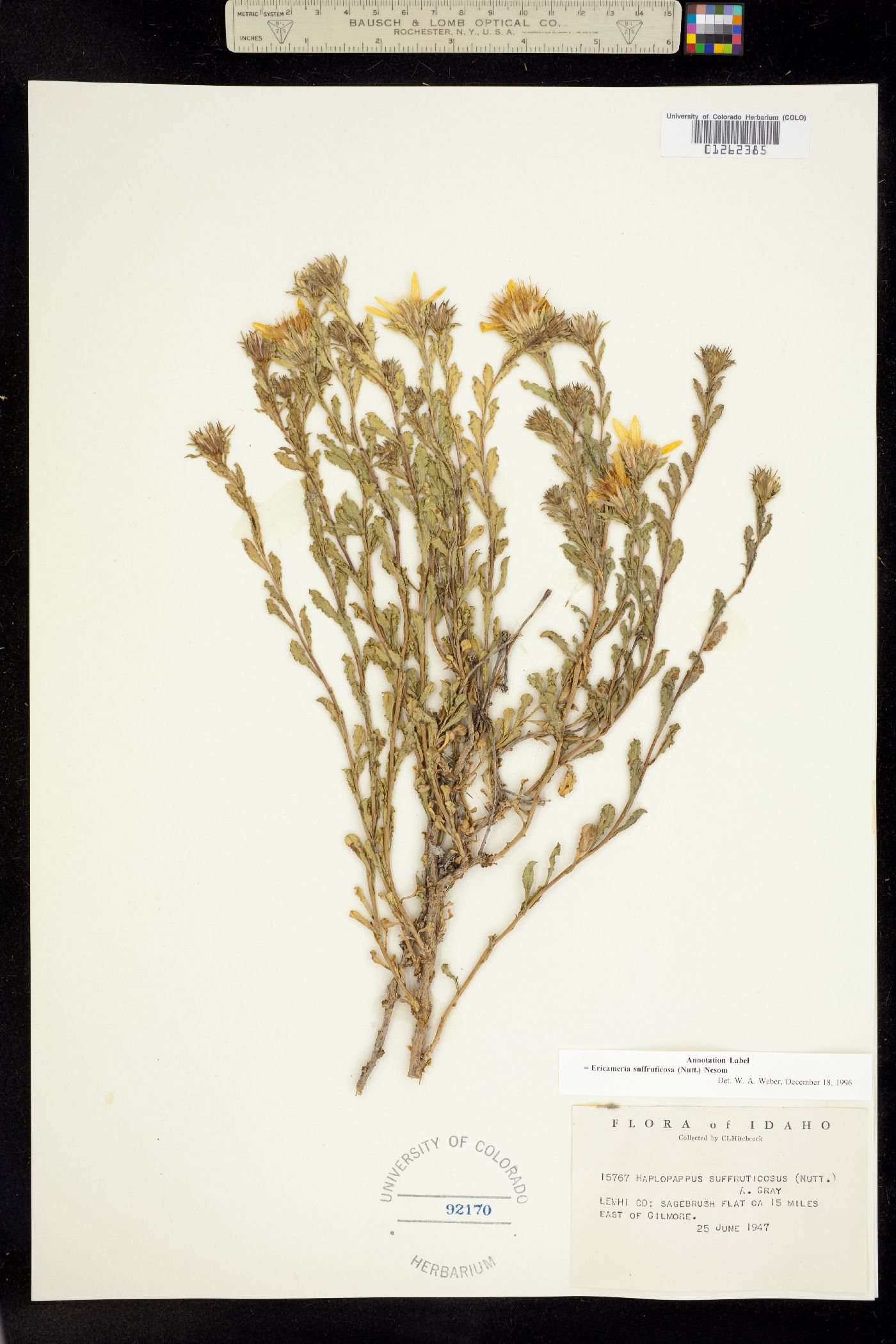 Ericameria suffruticosa image