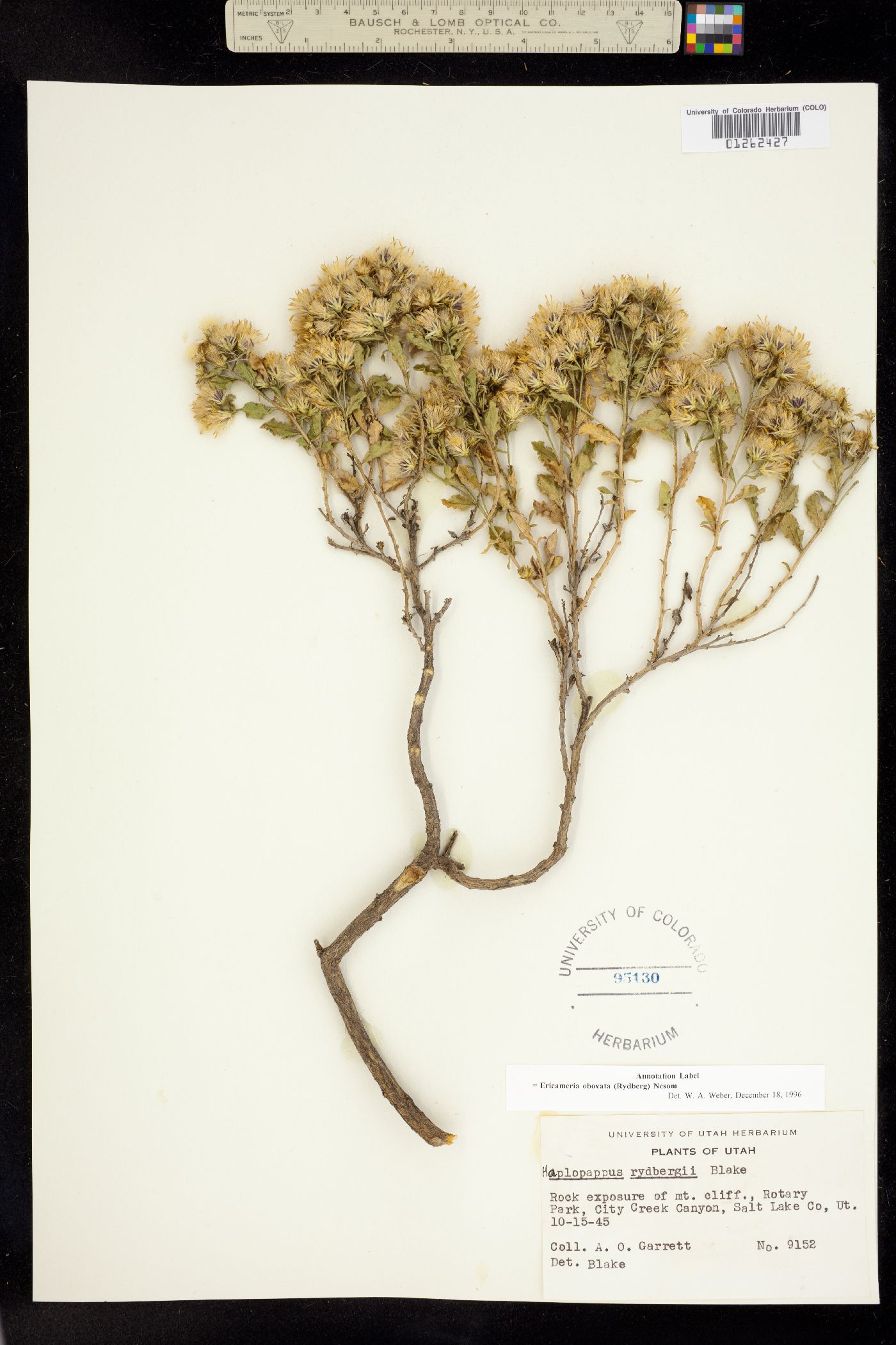 Ericameria obovata image