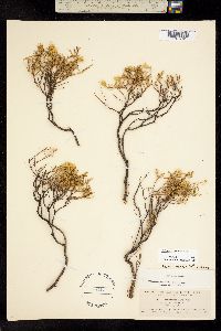 Ericameria resinosa image