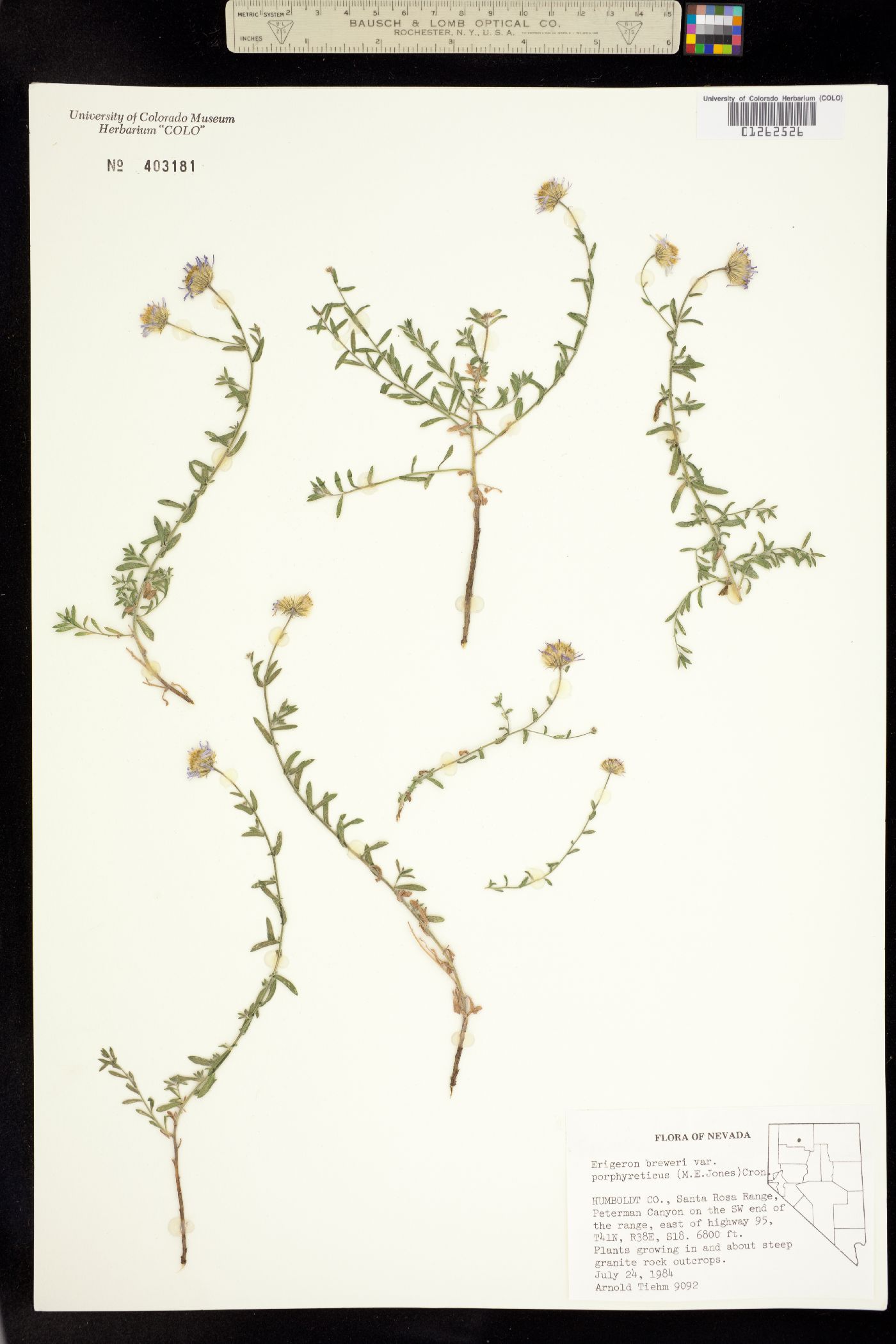 Erigeron breweri image